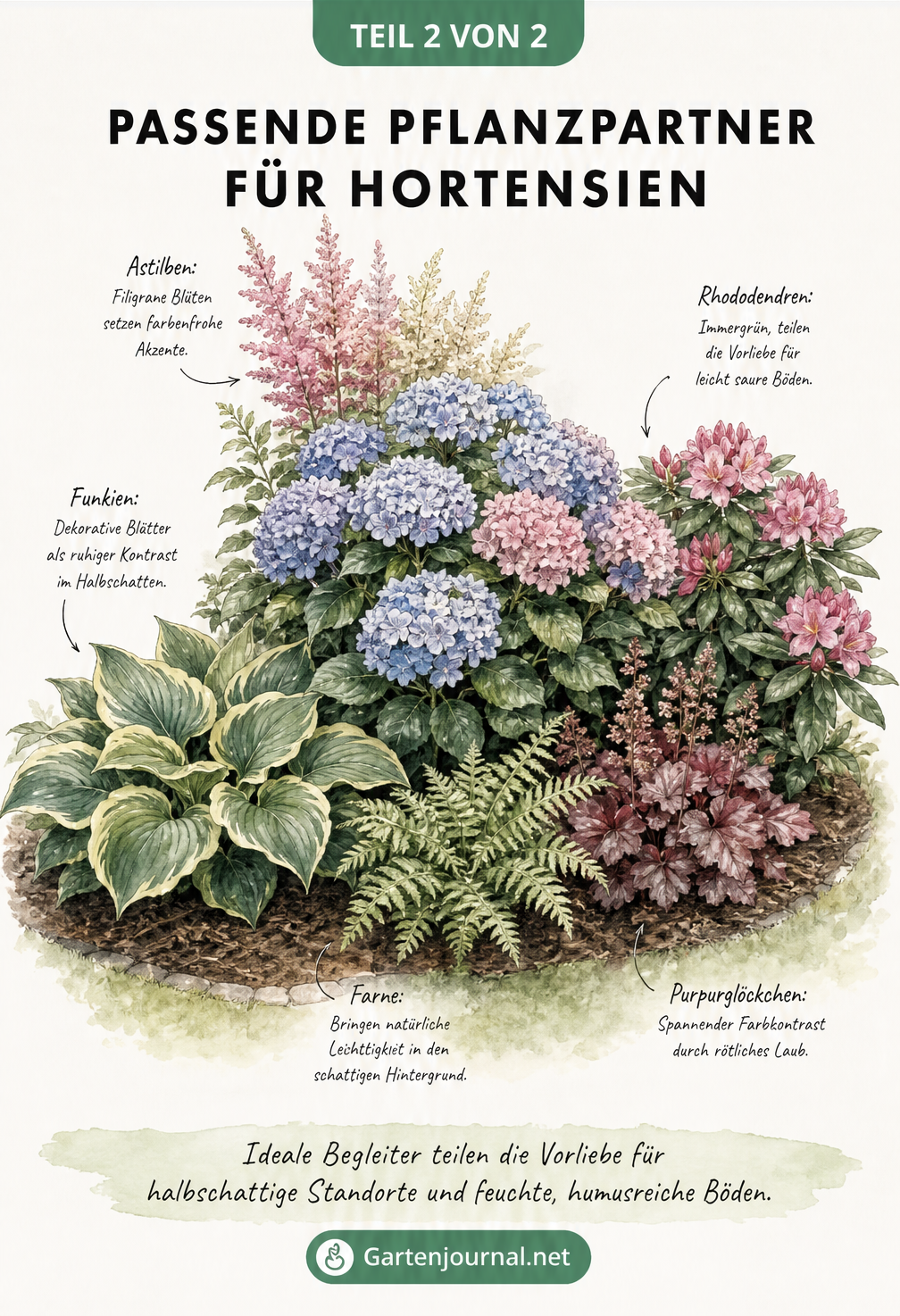 Illustration einer Hortensie umgeben von passenden Begleitpflanzen wie Funkien, Farnen, Astilben, Rhododendren und Purpurglöckchen.