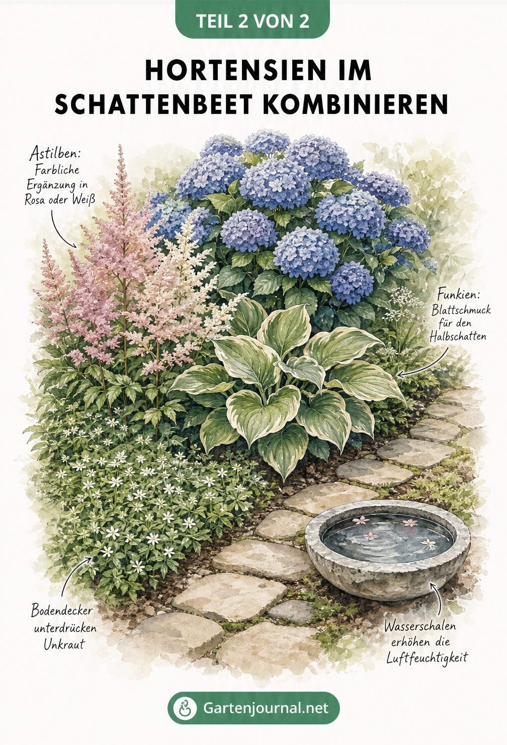 Illustration eines Schattenbeets mit blauer Bauern-Hortensie, Astilben, Funkien und Waldmeister