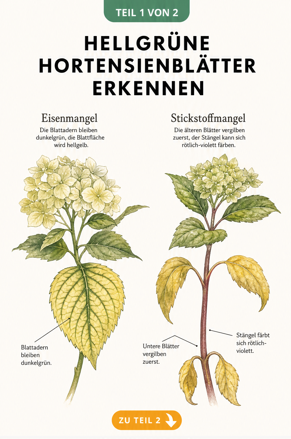Illustration von Hortensienzweigen, die Eisenmangel und Stickstoffmangel an den Blättern zeigen