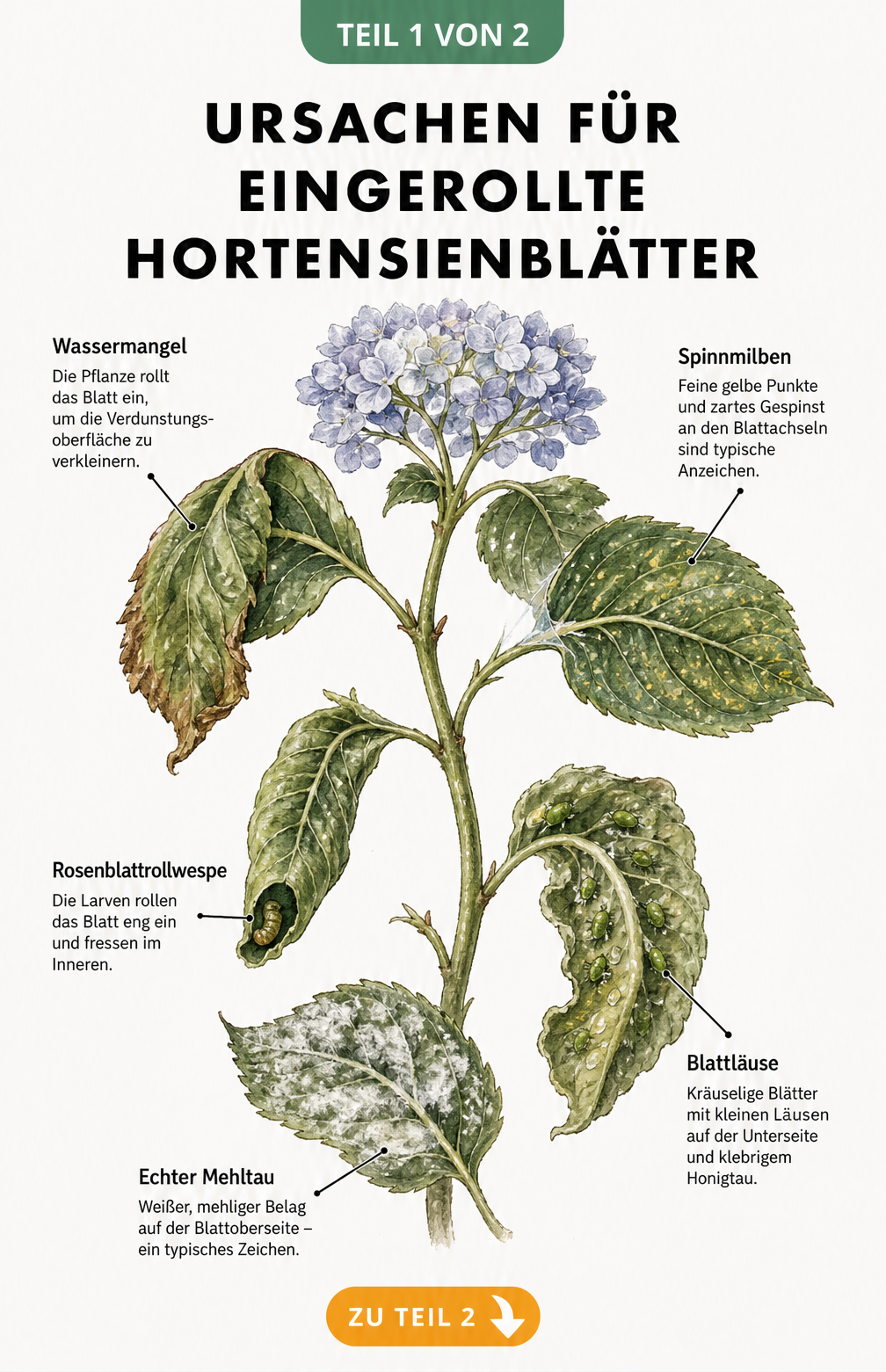 Botanische Illustration eines Hortensienzweigs mit verschiedenen Schadbildern an den Blättern wie Wassermangel, Spinnmilben, Rosenblattrollwespe, Blattläuse...