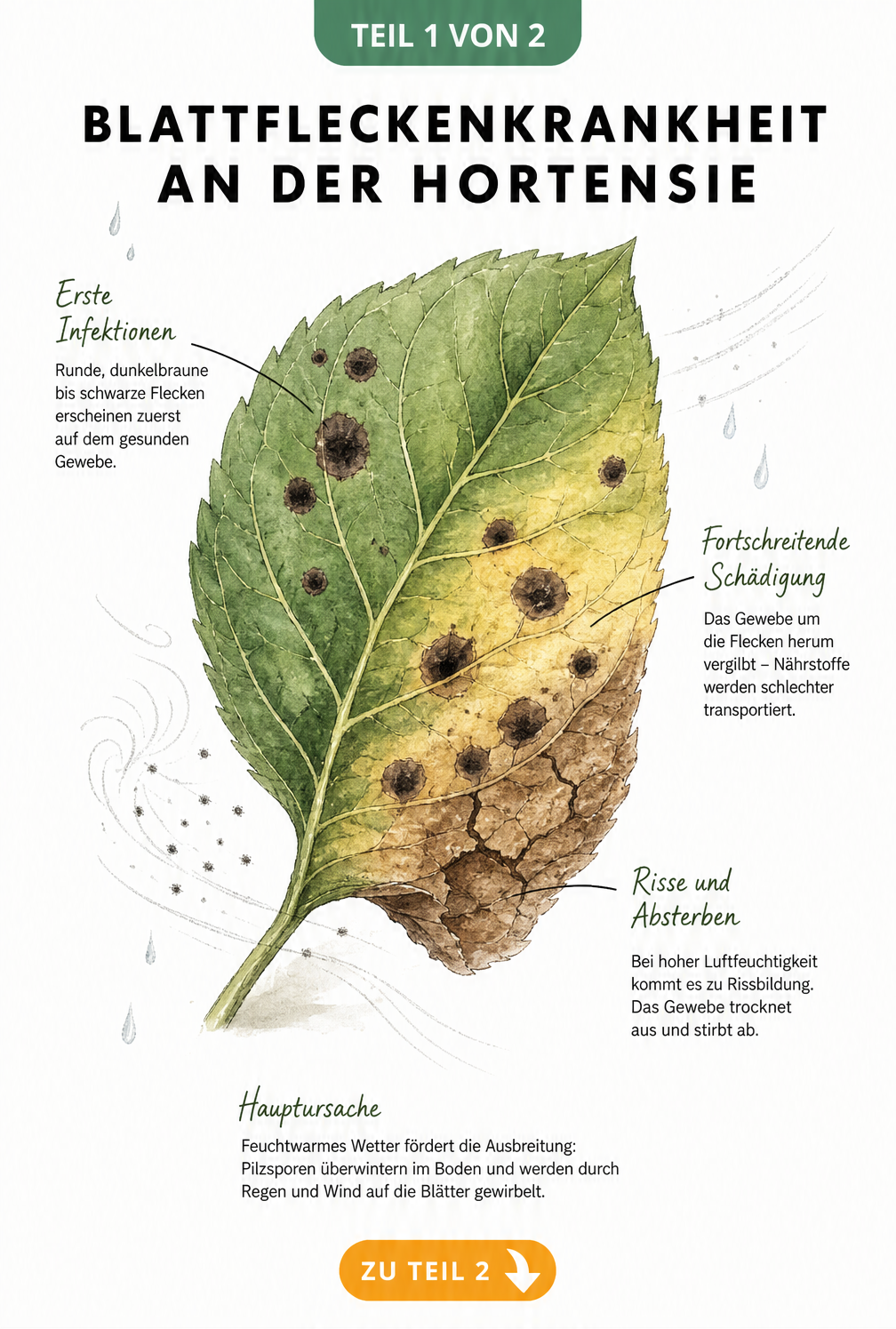 Botanische Illustration eines Hortensienblattes mit Symptomen der Blattfleckenkrankheit, von dunklen Flecken bis zu welkem Gewebe.