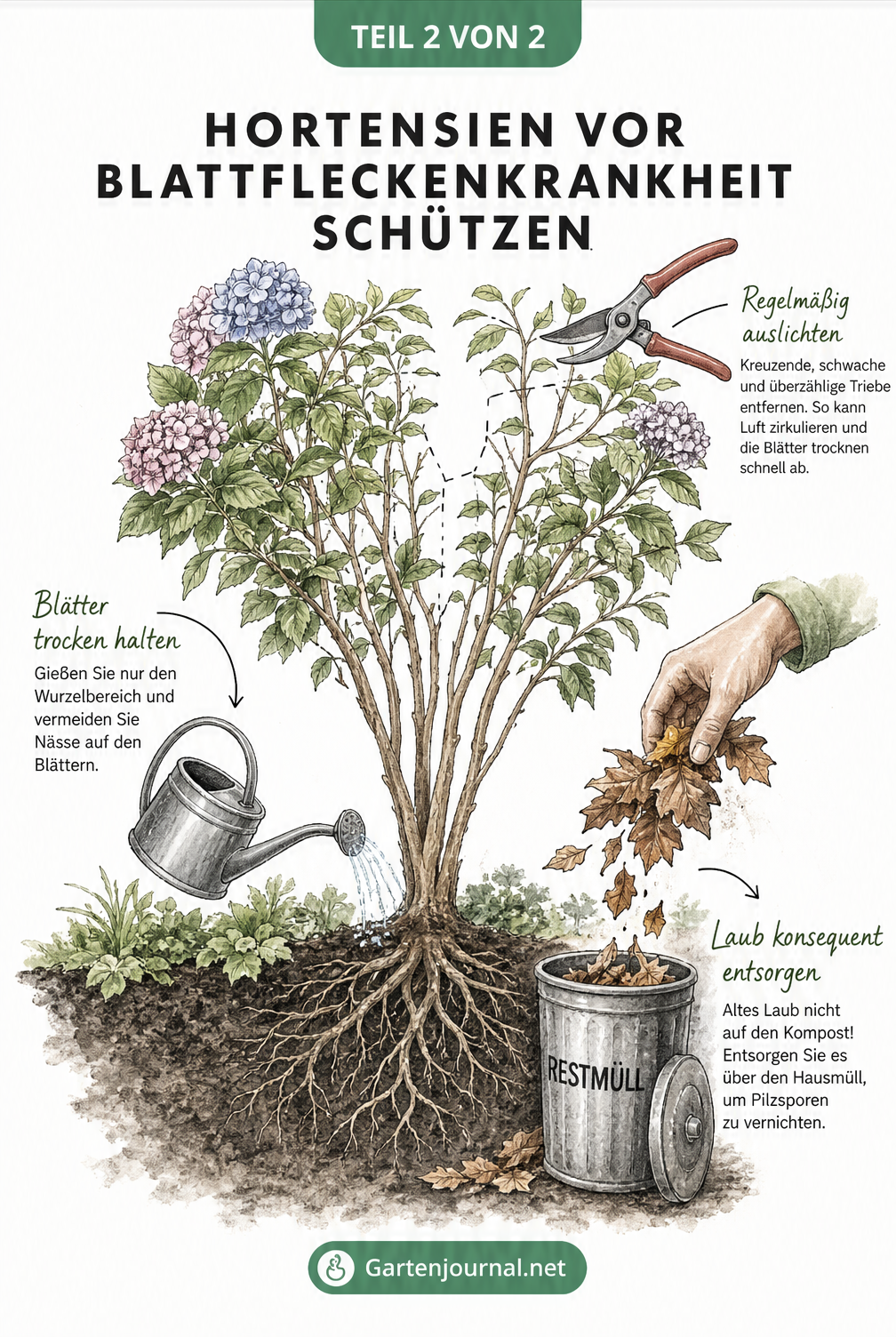 Illustration eines Hortensienbusches, die zeigt, wie man durch richtiges Gießen, Laubentsorgung und Auslichten der Blattfleckenkrankheit vorbeugt.