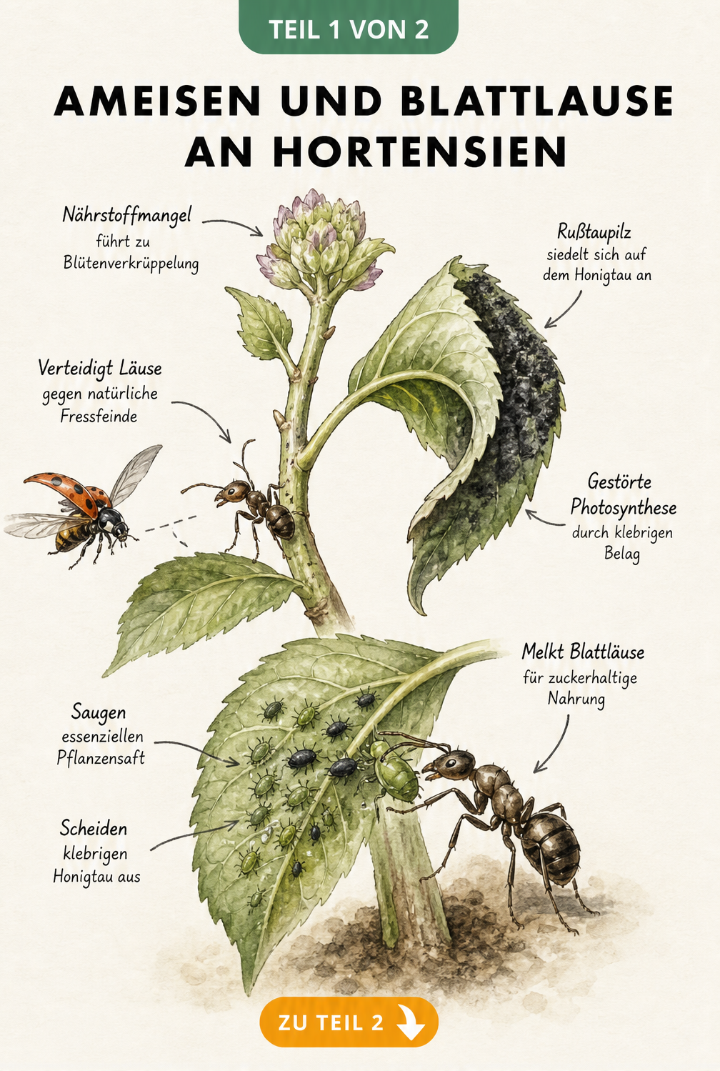 Botanische Illustration eines Hortensientriebs mit Blattläusen und Ameisen, die Honigtau melken und Schäden wie Rußtaupilz verursachen.