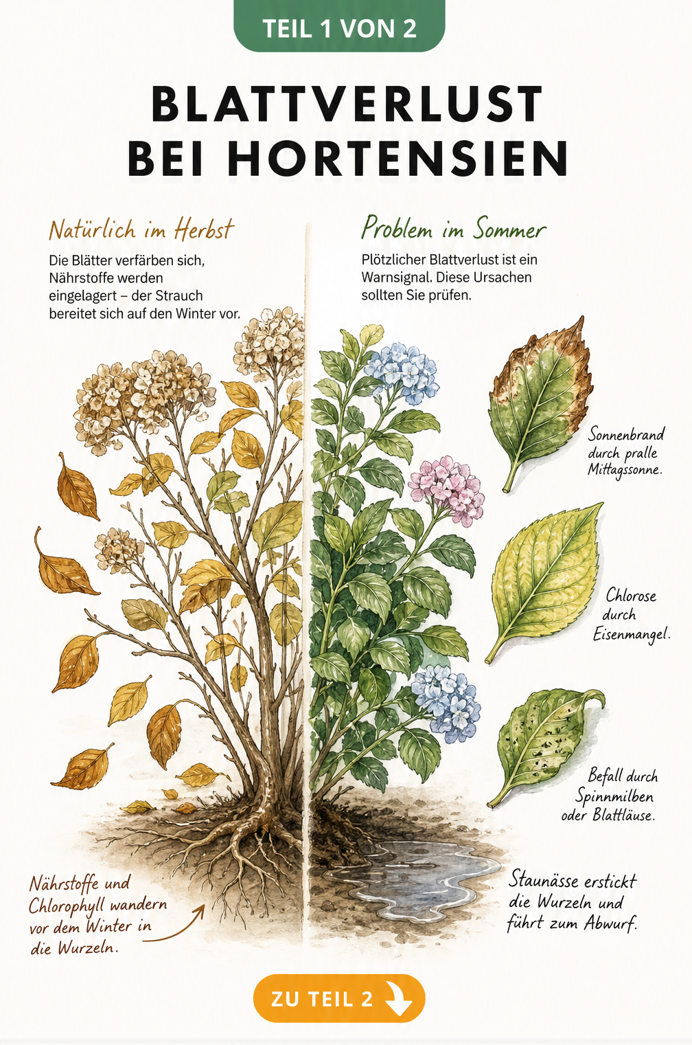 Botanische Illustration einer Hortensie, die links herbstlichen Blattabwurf und rechts Stresssymptome wie Sonnenbrand, Chlorose und Schädlingsbefall zeigt.