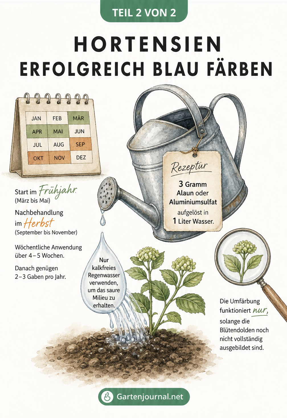 Illustration einer Gießkanne mit Rezeptur für Alaun und Wasser zur Blaufärbung von Hortensien, inklusive Kalender für den Anwendungsrhythmus.