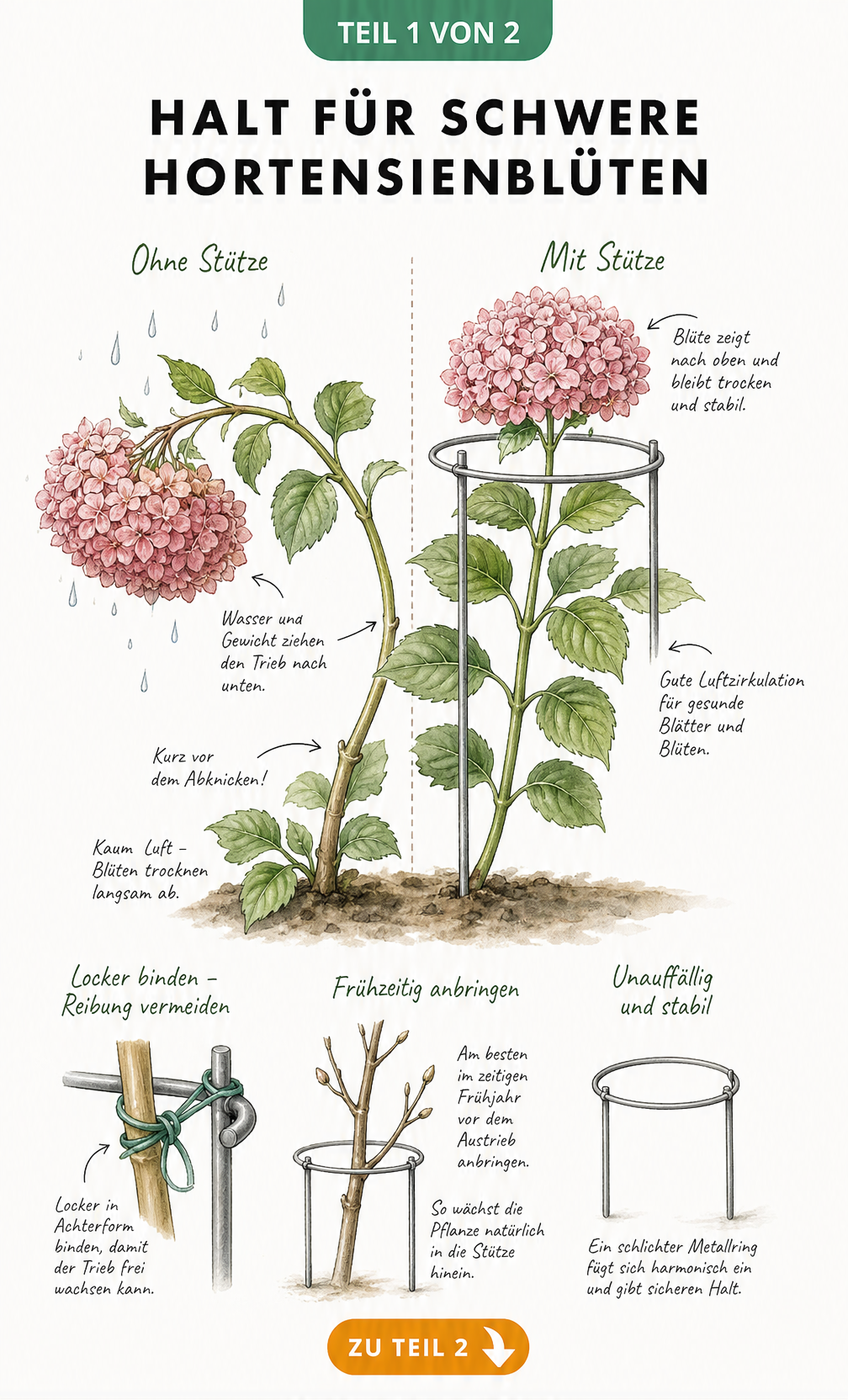 Botanische Illustration einer Bauernhortensie, die links durch schwere Blüten abknickt und rechts durch einen Metallring gestützt aufrecht steht.