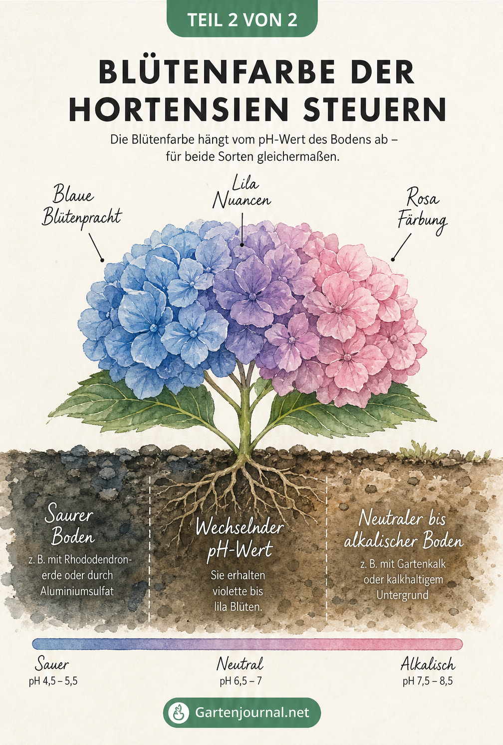 Querschnitt durch den Erdboden zeigt den Einfluss des pH-Werts auf die Blütenfarbe von Hortensien von Blau über Lila bis Rosa