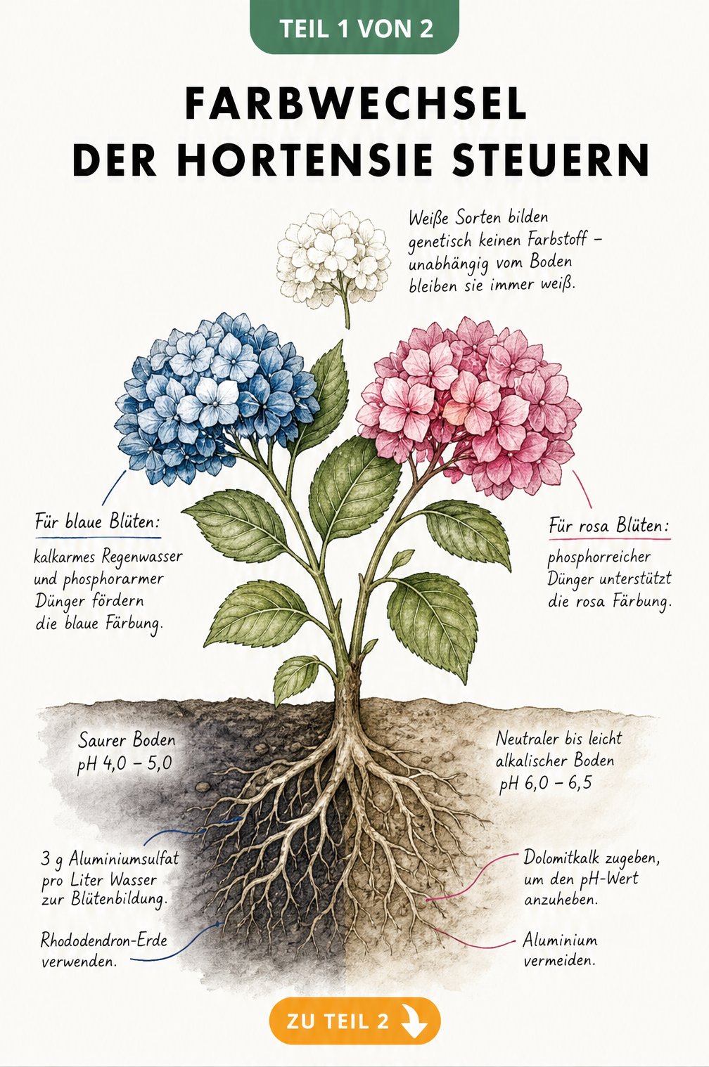 Botanische Schnittzeichnung einer Hortensie, die den Einfluss von pH-Wert und Dünger auf die blaue und rosa Blütenfarbe zeigt.