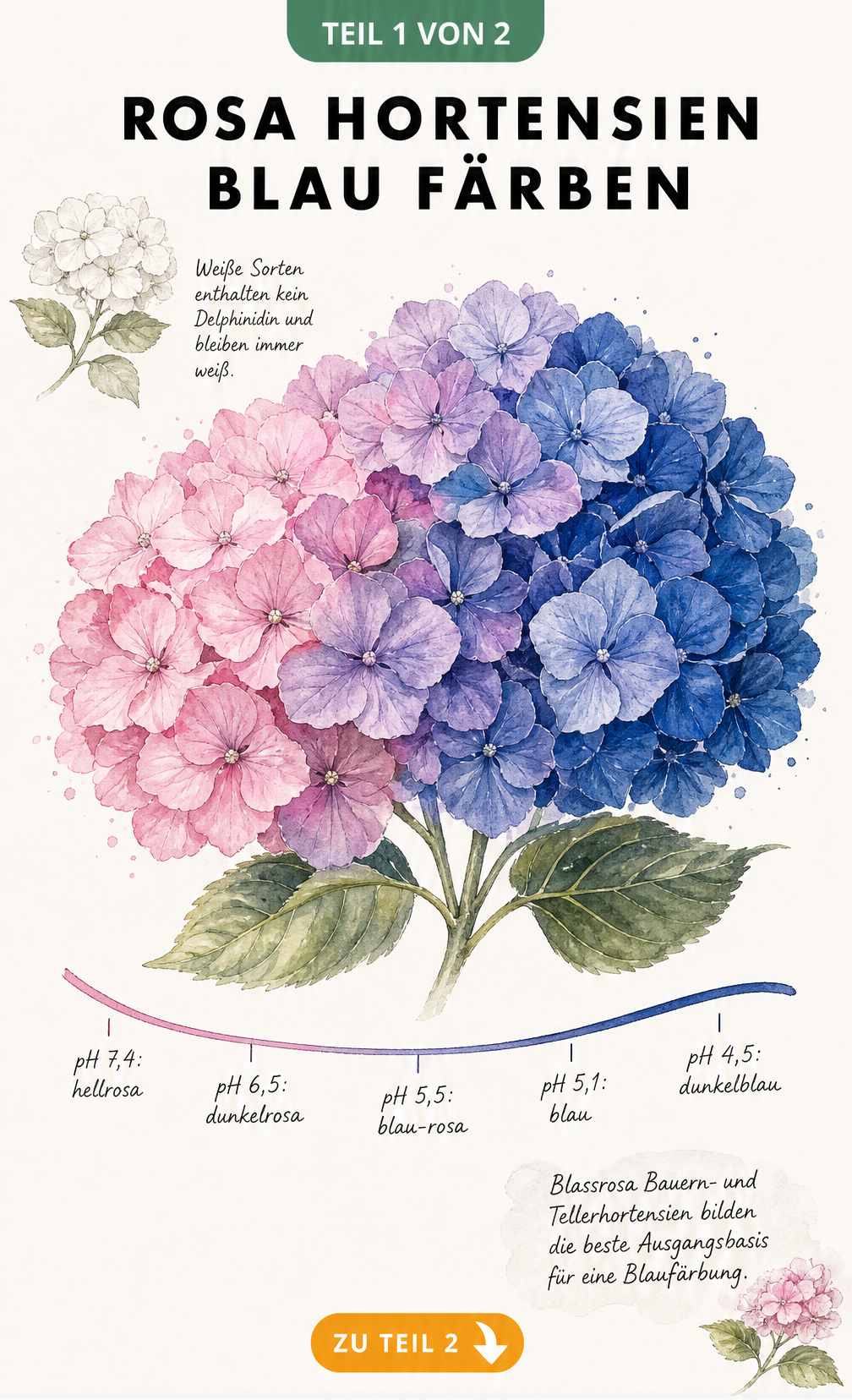 Aquarell-Illustration einer Hortensienblüte mit Farbverlauf von Rosa zu Dunkelblau und pH-Skala
