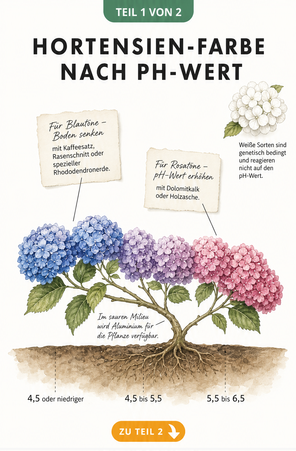 Botanische Illustration eines Hortensienzweigs, der die Blütenfarbe von Blau über Violett zu Rosa in Abhängigkeit vom pH-Wert des Bodens zeigt.