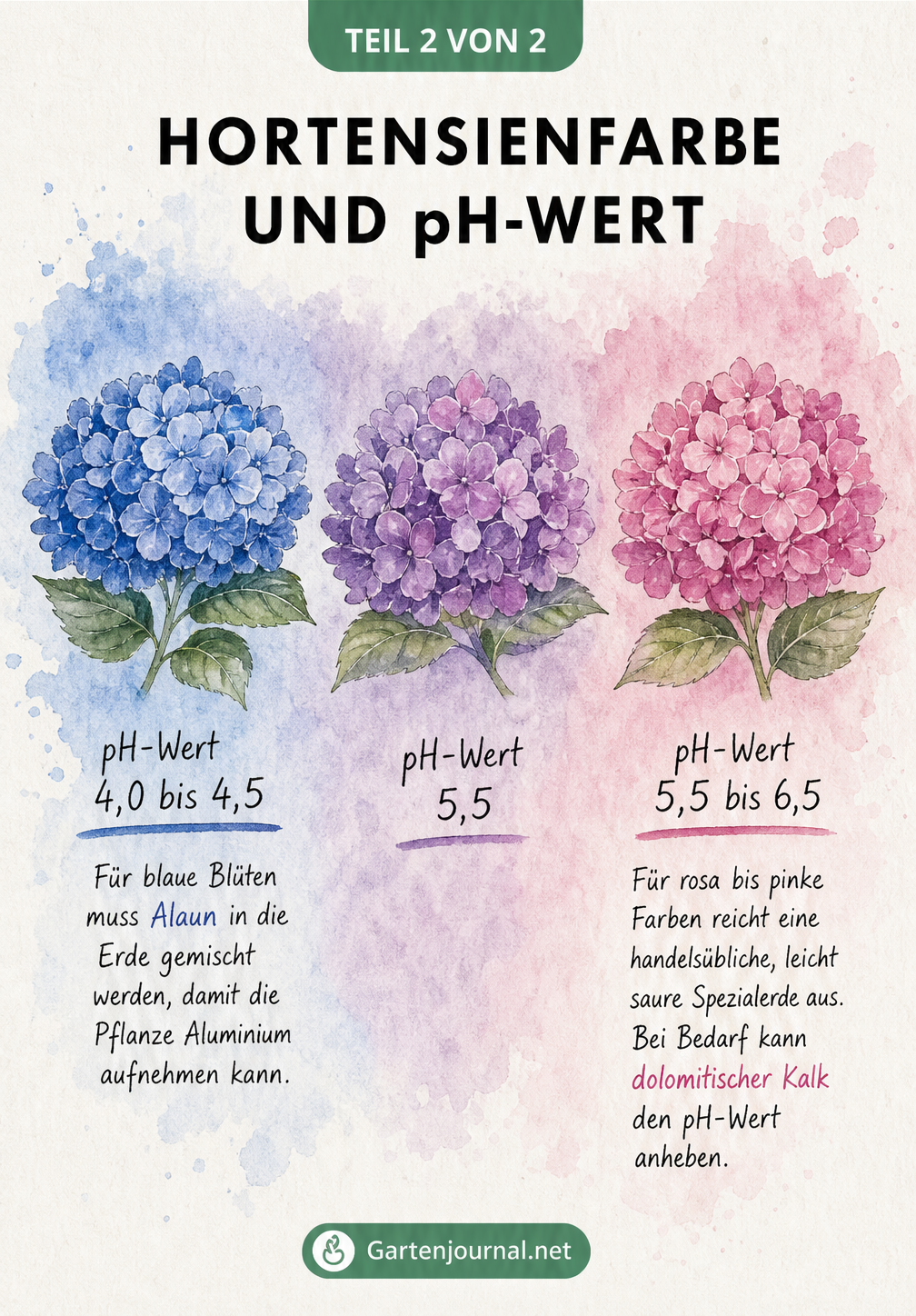 Aquarell-Farbverlauf von blauen über violette bis zu rosa Hortensienblüten mit den dazugehörigen pH-Werten des Bodens.