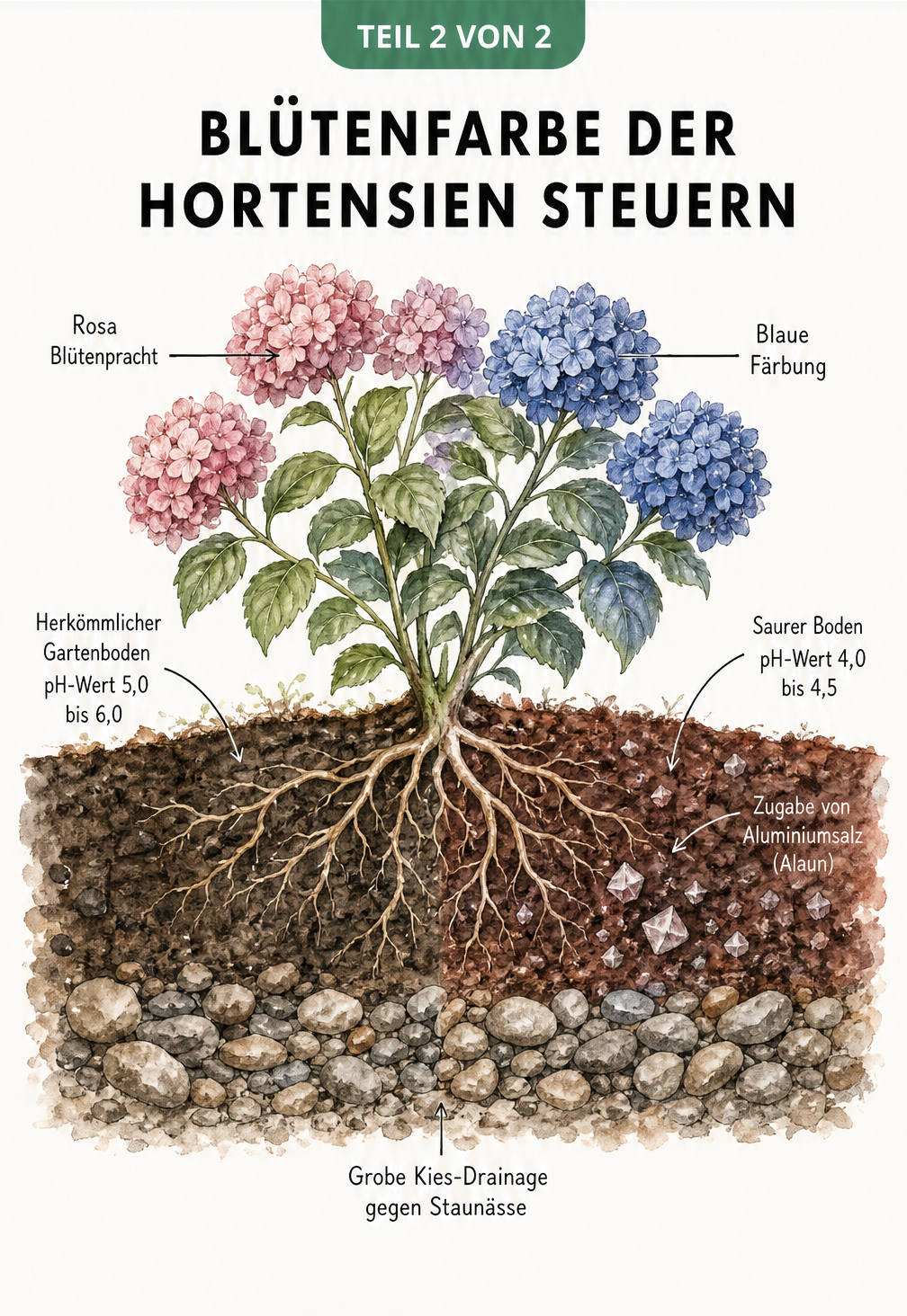 Querschnitt durch den Boden zeigt den Einfluss des pH-Werts auf die Blütenfarbe von Hortensien
