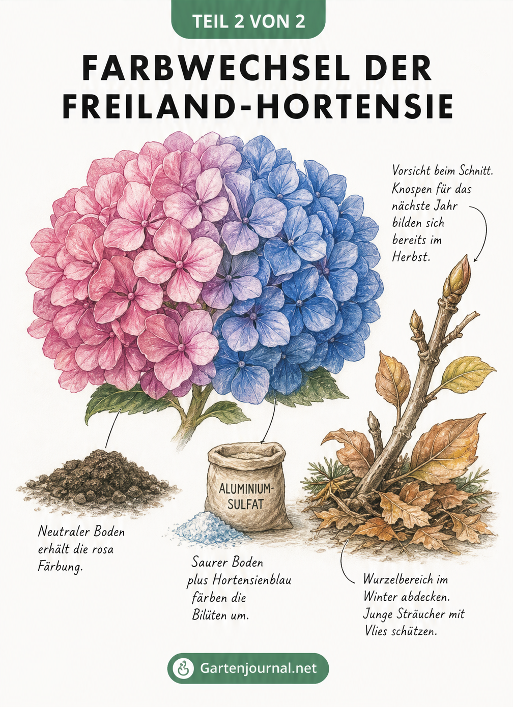 Illustration eines Hortensien-Blütenballs mit Farbverlauf von Rosa zu Blau, inklusive Tipps zur Bodenbeschaffenheit und Überwinterung.