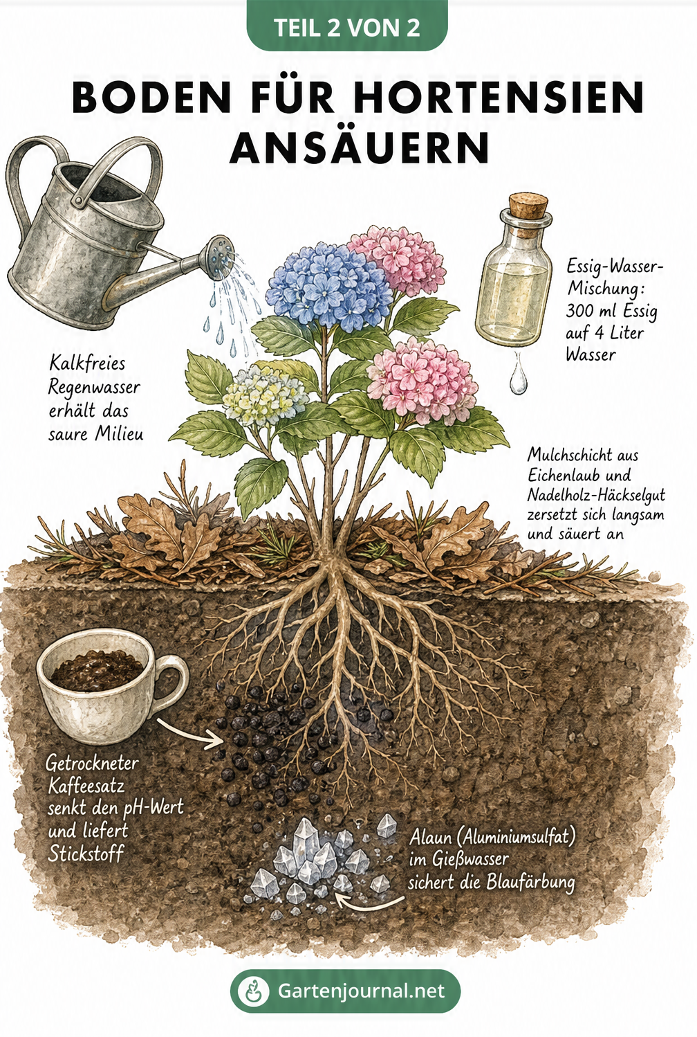 Zeichnung einer Hortensie mit natürlichen Hausmitteln wie Kaffeesatz, Essigwasser, Regenwasser und Mulch zur Ansäuerung des Bodens.