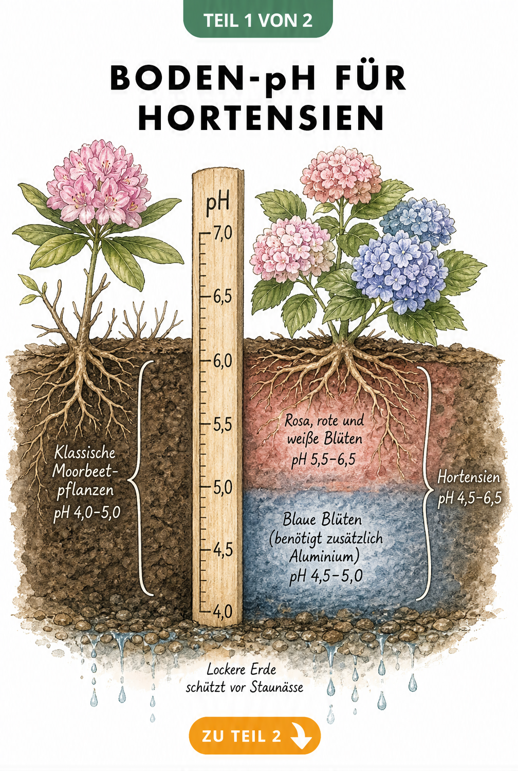 Illustration eines Erdschnitts mit pH-Skala, die den optimalen Boden-pH-Wert für Hortensien und Rhododendren sowie die Blütenfarbe in Abhängigkeit vom...