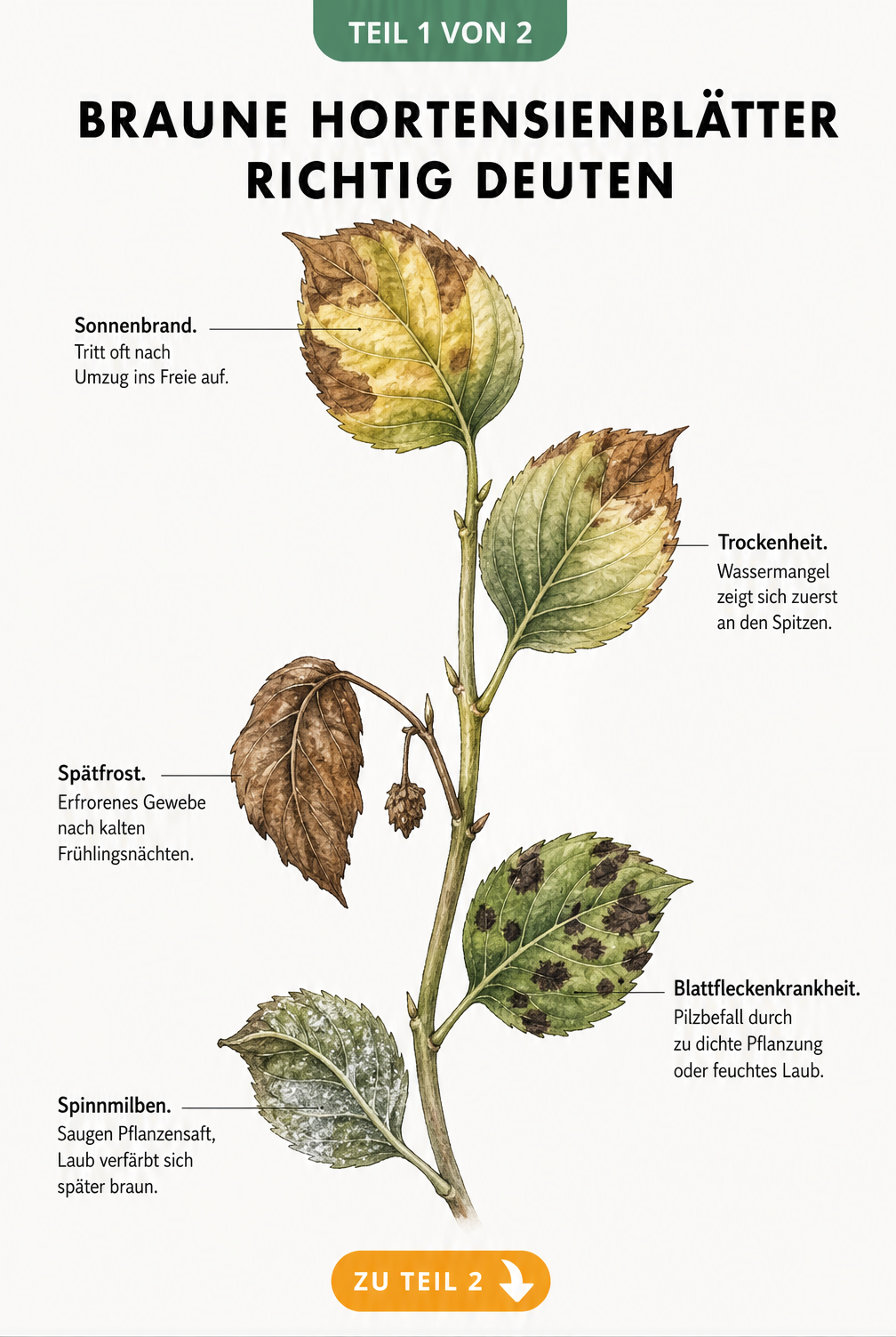 Botanische Illustration eines Hortensienzweigs, der fünf verschiedene Schadbilder wie Sonnenbrand, Trockenheit, Spätfrost, Blattfleckenkrankheit und...