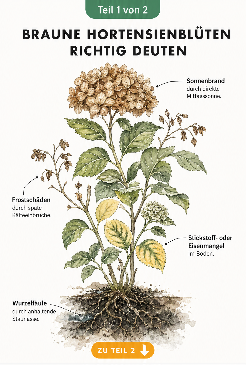 Botanische Illustration einer Hortensie mit Schadbildern wie Sonnenbrand, Frostschäden, Nährstoffmangel und Wurzelfäule