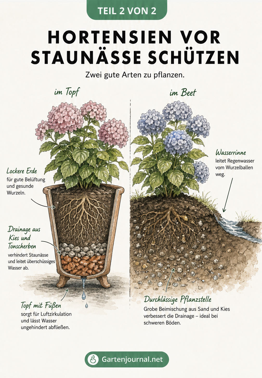 Querschnitt-Illustration von Hortensien im Topf und im Beet, die optimale Drainageschichten und Wasserabläufe zur Vermeidung von Staunässe darstellt.