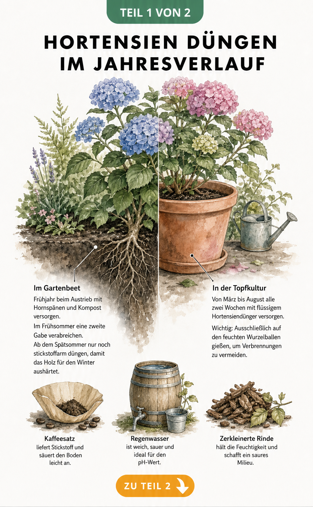 Botanische Illustration eines Hortensienstrauchs, der links im Gartenboden und rechts im Terrakotta-Topf wächst, mit Düngehinweisen für Frühjahr, Sommer und...