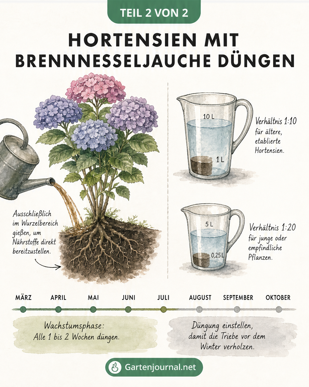 Zeichnung einer Hortensie, die im Wurzelbereich mit verdünnter Brennnesseljauche gegossen wird, inklusive Dosierungsangaben und Zeitstrahl.