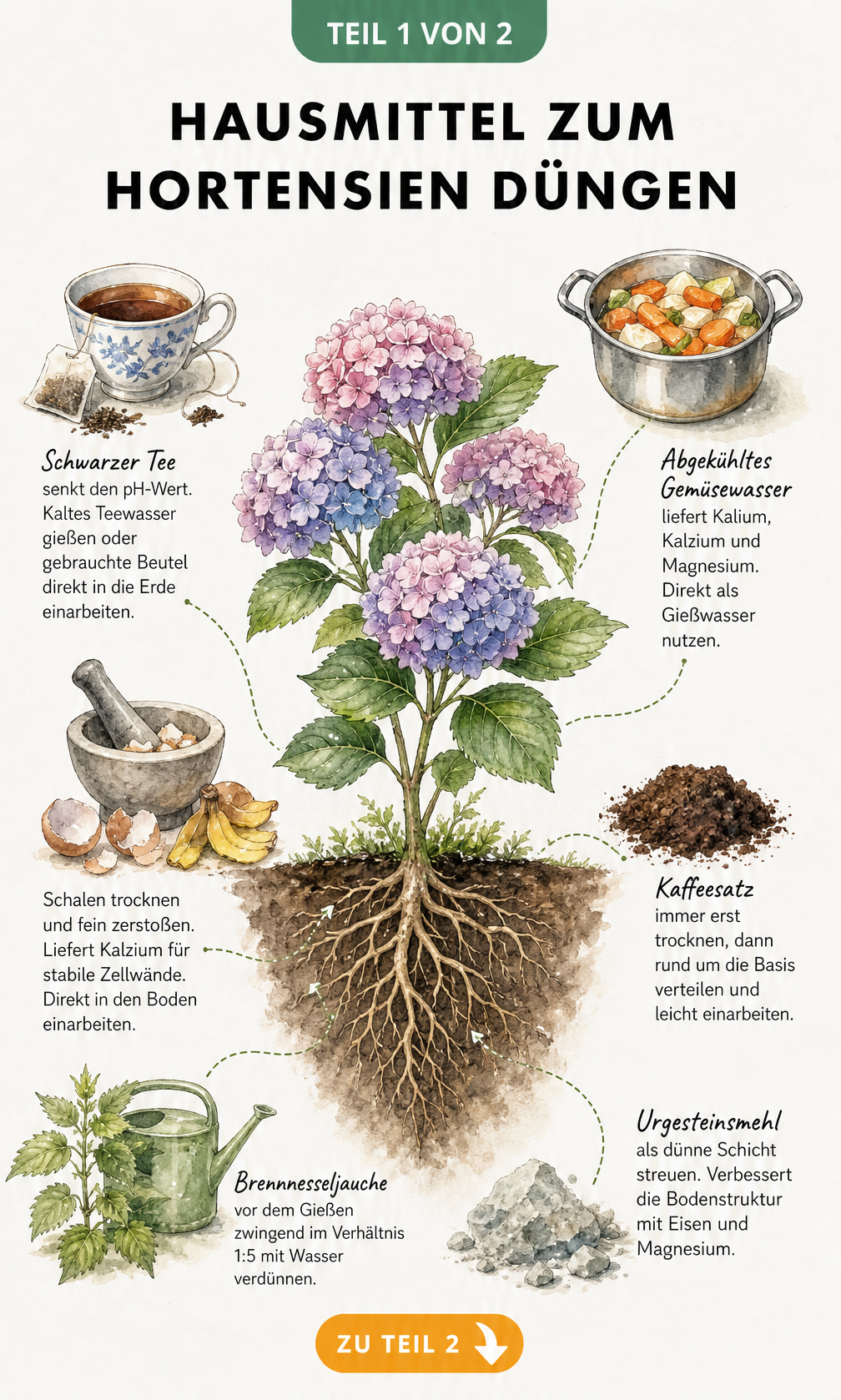 Handgezeichnete Illustration einer Hortensie mit Wurzeln und verschiedenen Hausmitteln wie Tee, Gemüsewasser, Eierschalen und Kaffeesatz als Dünger.