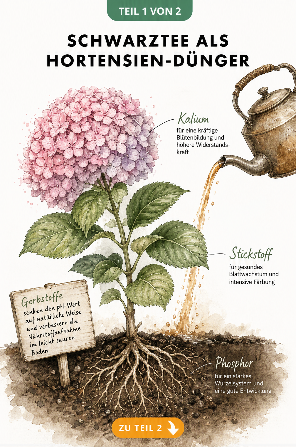 Botanische Illustration einer Hortensie im Querschnitt, die die Wirkung von Stickstoff, Phosphor und Kalium aus schwarzem Tee auf Blüten, Blätter und Wurzeln...