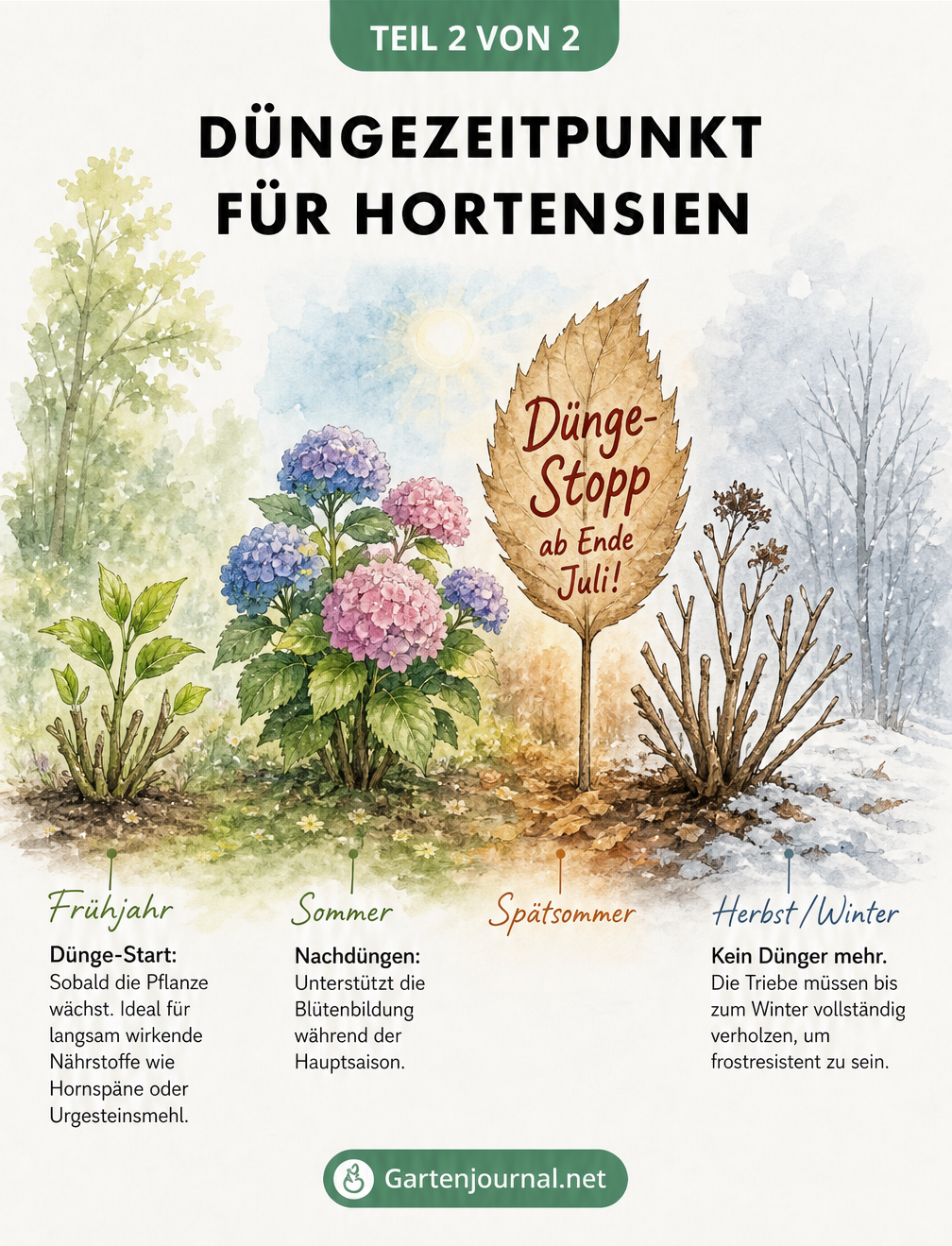 Zeitstrahl der Hortensien-Entwicklung vom Frühjahr bis zum Winter mit Hinweisen zum optimalen Düngezeitpunkt und Dünge-Stopp ab Ende Juli.