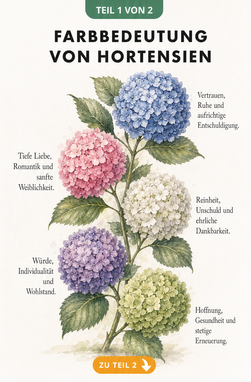 Botanische Illustration eines Hortensienzweigs mit fuenf Bluetenbaellen in Blau, Rosa, Weiss, Lila und Gruen, daneben die jeweilige Farbbedeutung.