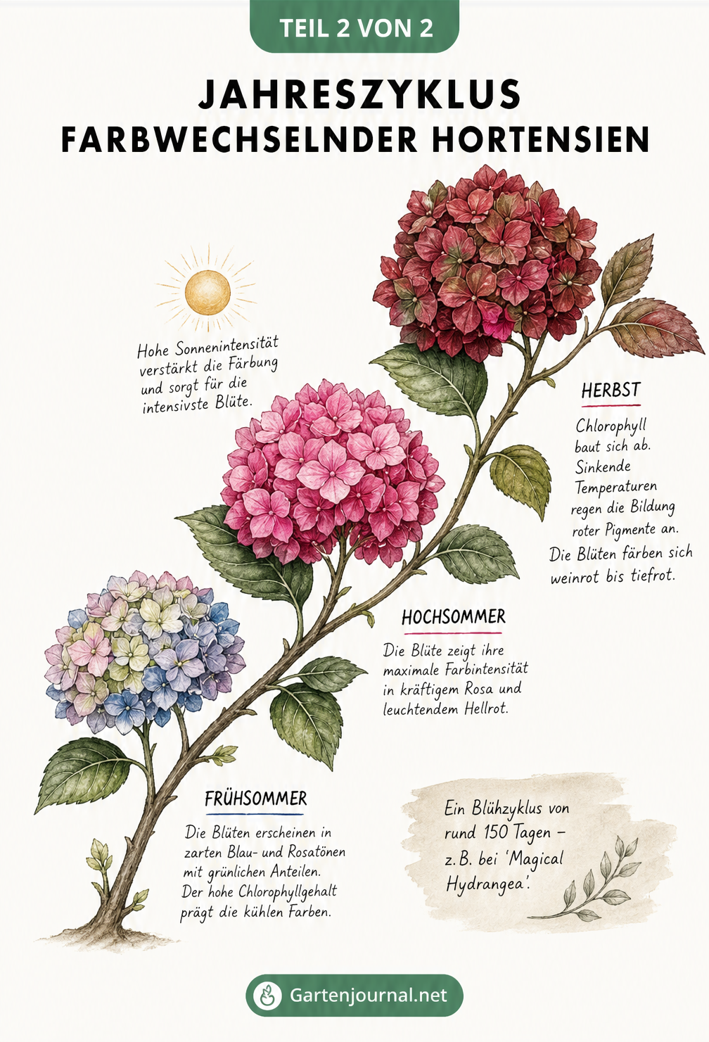 Botanische Illustration eines Hortensienzweigs, der den 150-tägigen Farbwechsel der Blüten vom Frühsommer bis zum Herbst darstellt.