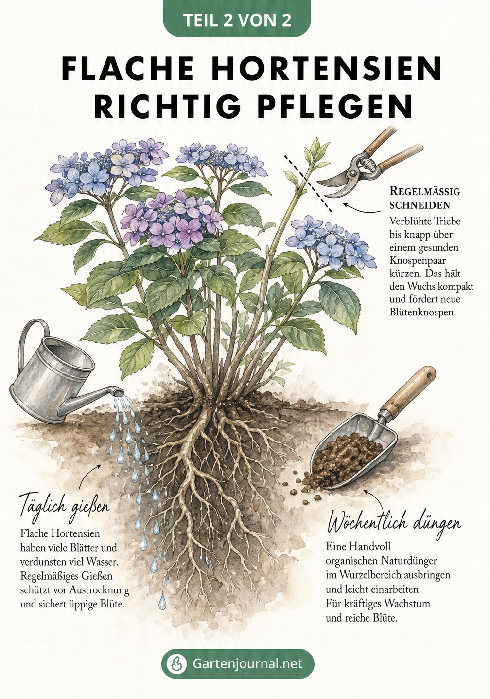 Schnittzeichnung eines Hortensienbusches mit Pflegetipps: tägliches Gießen, wöchentlicher Naturdünger und regelmäßiger Schnitt