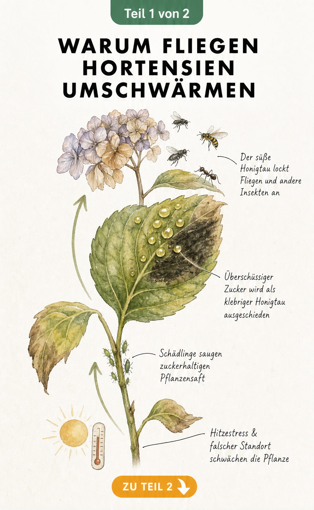 Illustration eines Hortensienzweigs, der zeigt, wie Hitzestress und Schädlinge zu Honigtau führen und Fliegen anlocken.