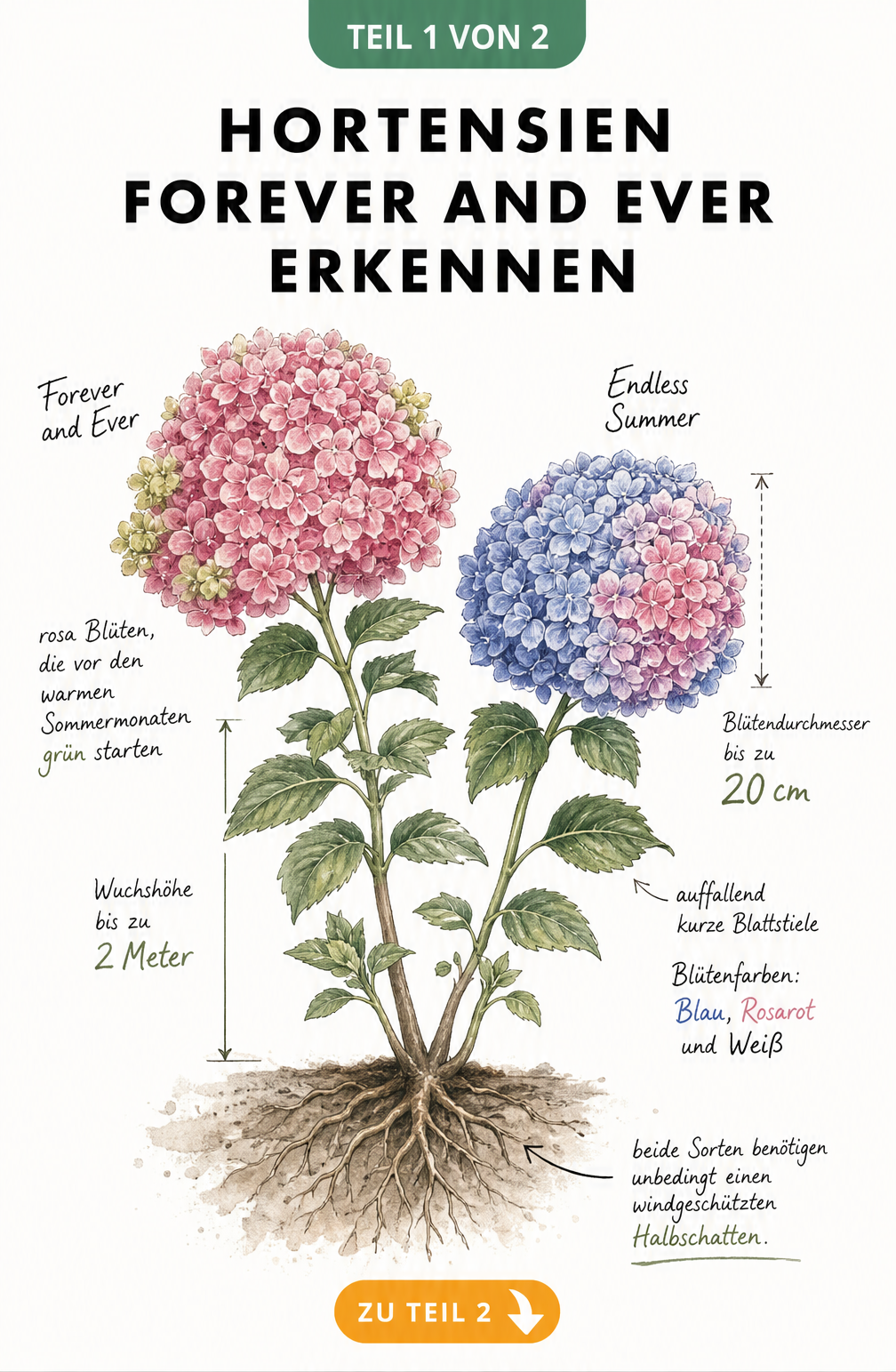 Botanische Illustration der Hortensien Forever and Ever und Endless Summer mit Blüten und Wuchshöhe