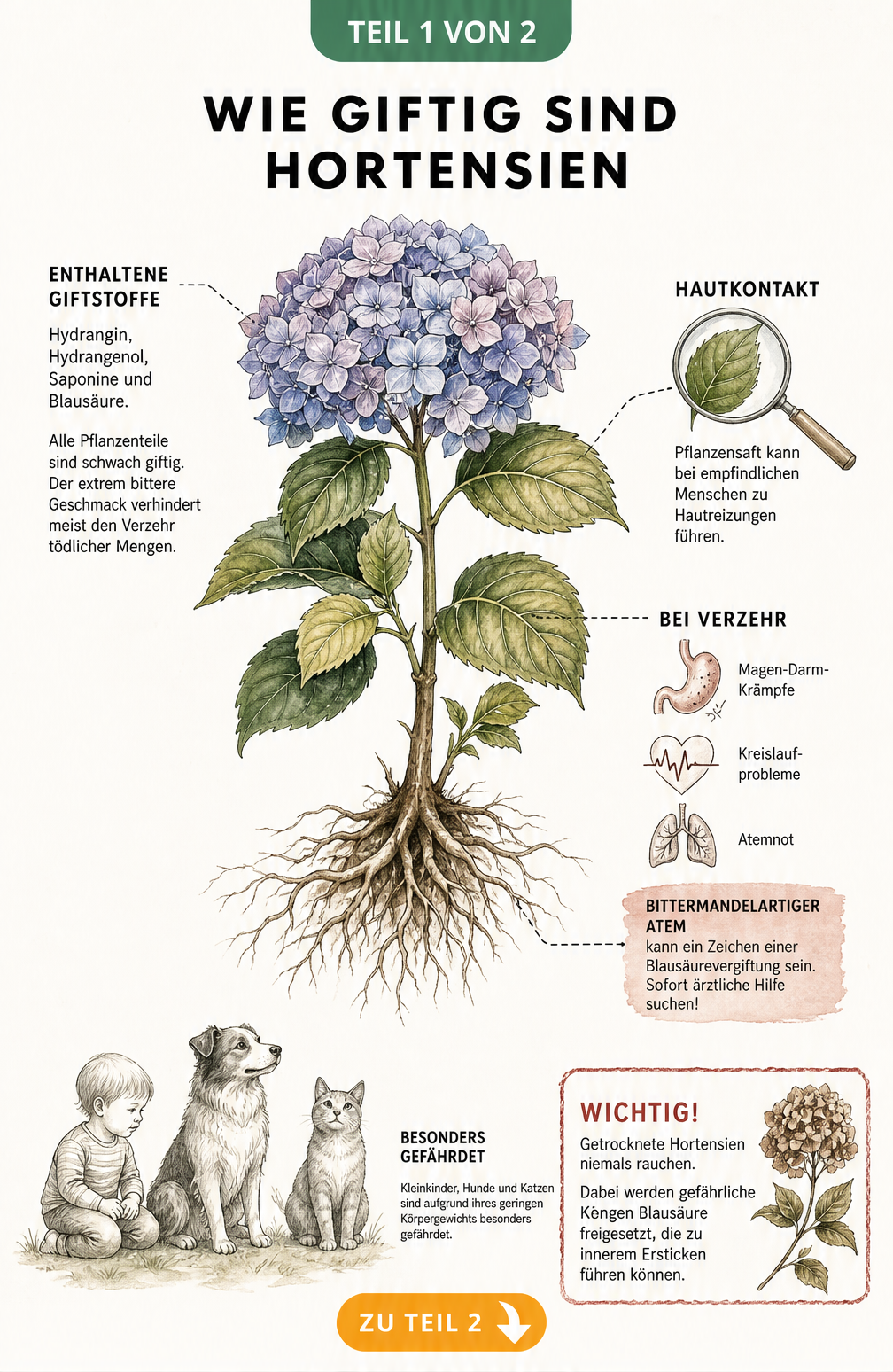 Botanische Zeichnung einer Hortensie mit Hinweisen zu Giftstoffen wie Hydrangin und Blausäure sowie Symptomen bei Mensch und Tier.