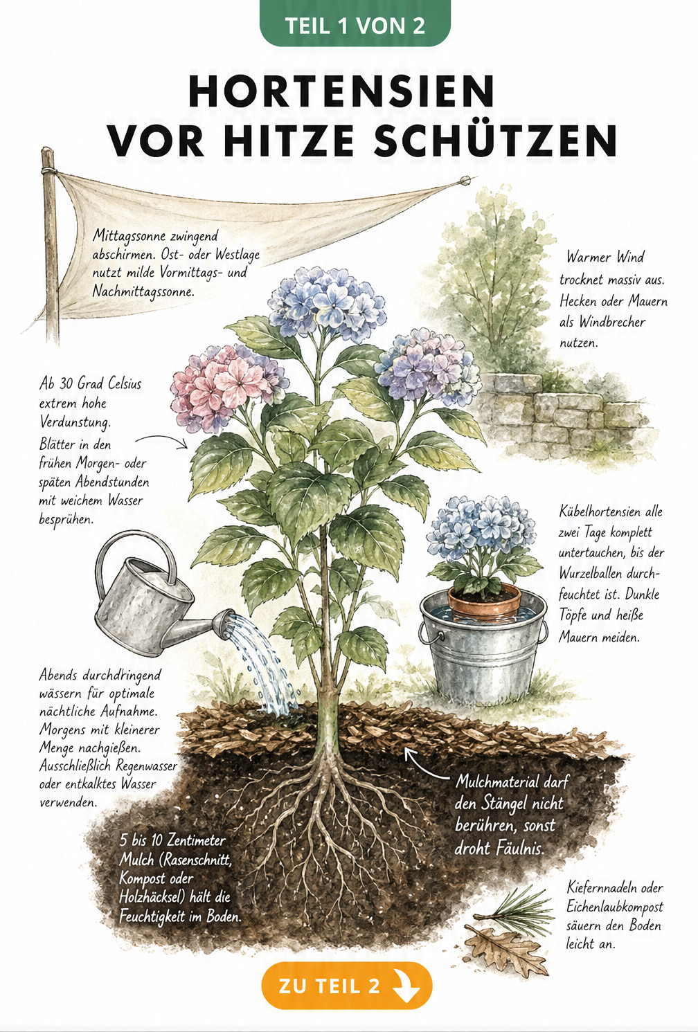 Botanische Illustration einer Hortensie im Querschnitt mit Tipps zum Hitzeschutz wie Sonnensegel, Gießen und Mulchen