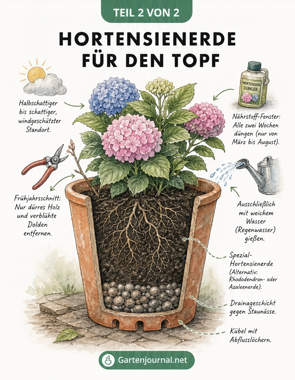 Querschnitt eines Pflanzkübels mit Hortensie, der den optimalen Schichtaufbau der Erde zeigt