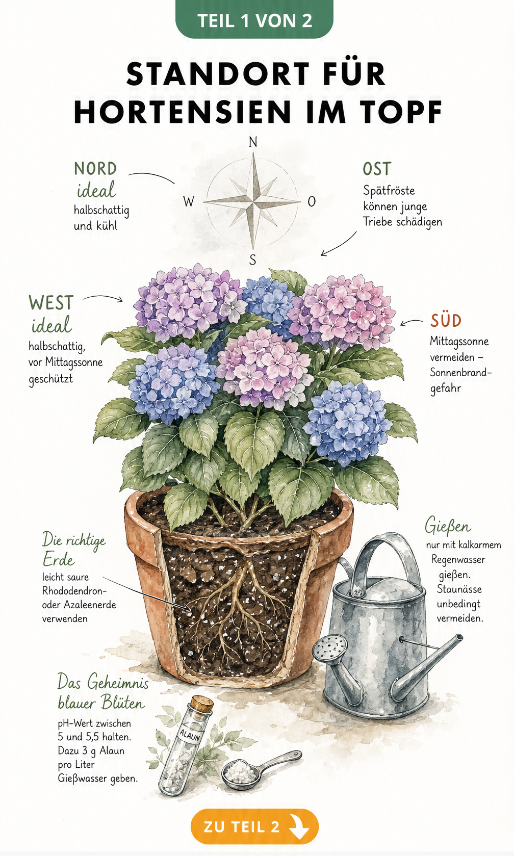 Botanische Illustration einer Bauernhortensie im Terrakotta-Topf mit Hinweisen zu Standort, Erde und Gießwasser