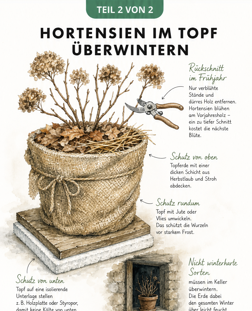 Skizze einer winterfesten Topfhortensie mit isolierender Unterlage, Jute-Umhüllung und Laubschicht