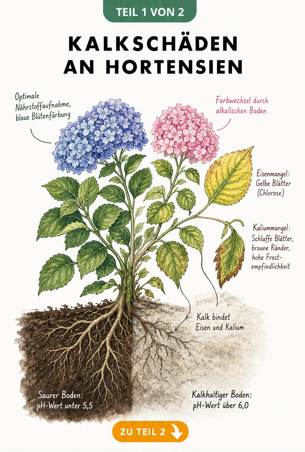 Illustration einer Hortensie, die die Auswirkungen von saurem und kalkhaltigem Boden auf Wurzeln, Blätter und Blüten zeigt