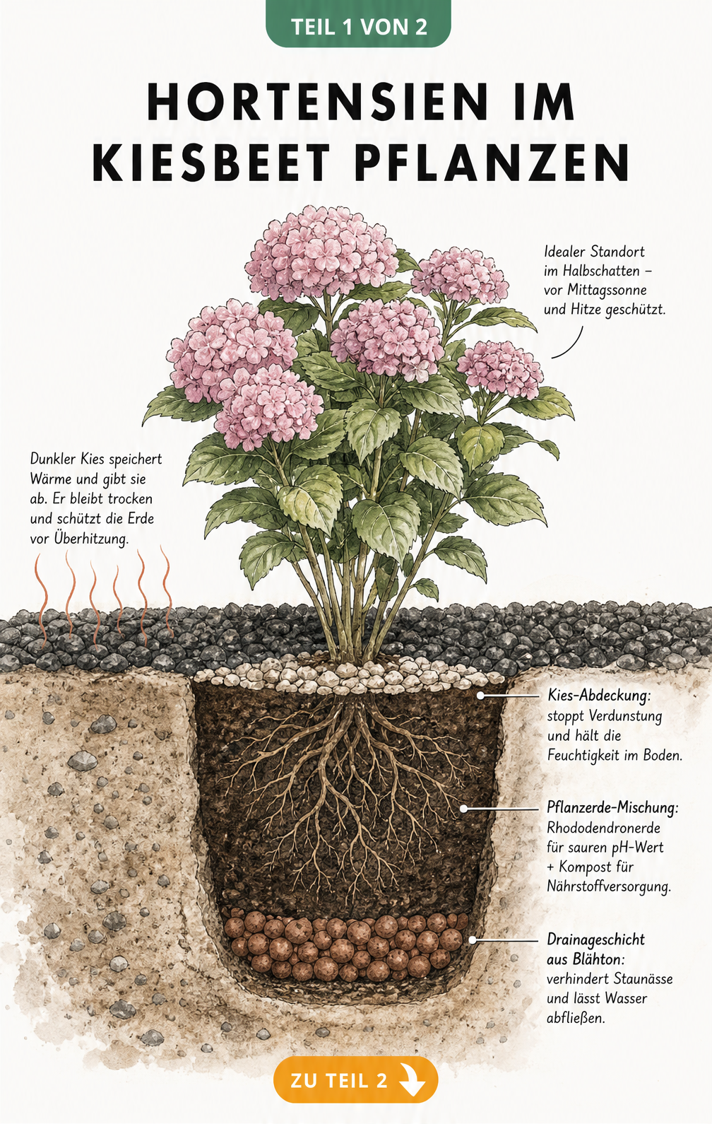 Querschnitt eines Kiesbeets mit einer gepflanzten Hortensie, die in einem speziellen Pflanzloch mit Drainageschicht, Rhododendronerde und Kompost wächst.