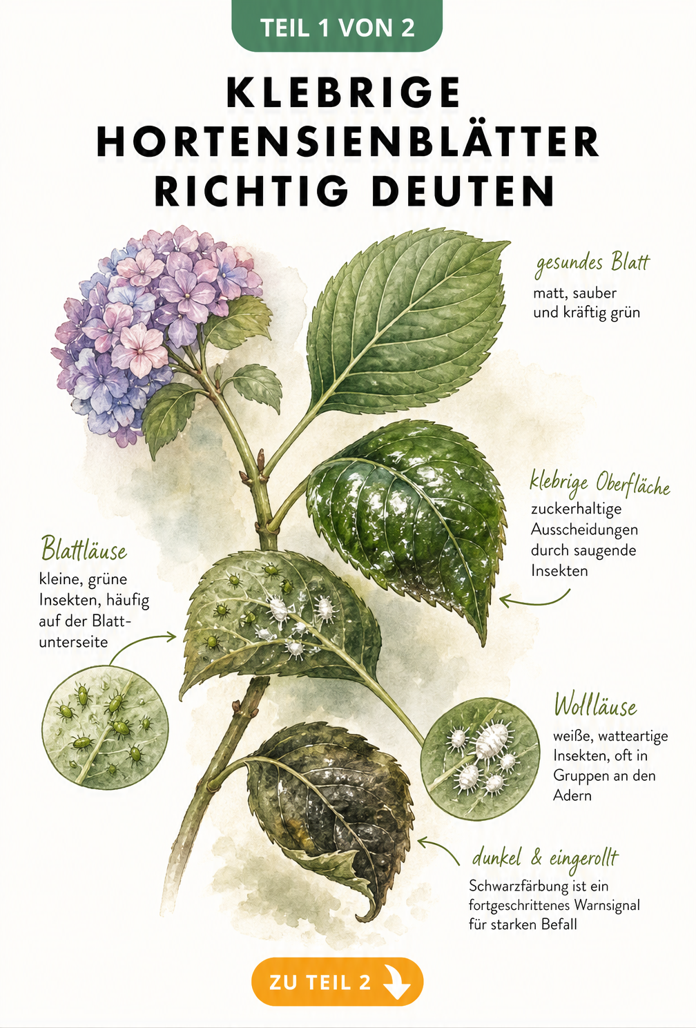 Botanische Illustration eines Hortensienzweigs mit klebrigen Blättern, Blattläusen und Wollläusen