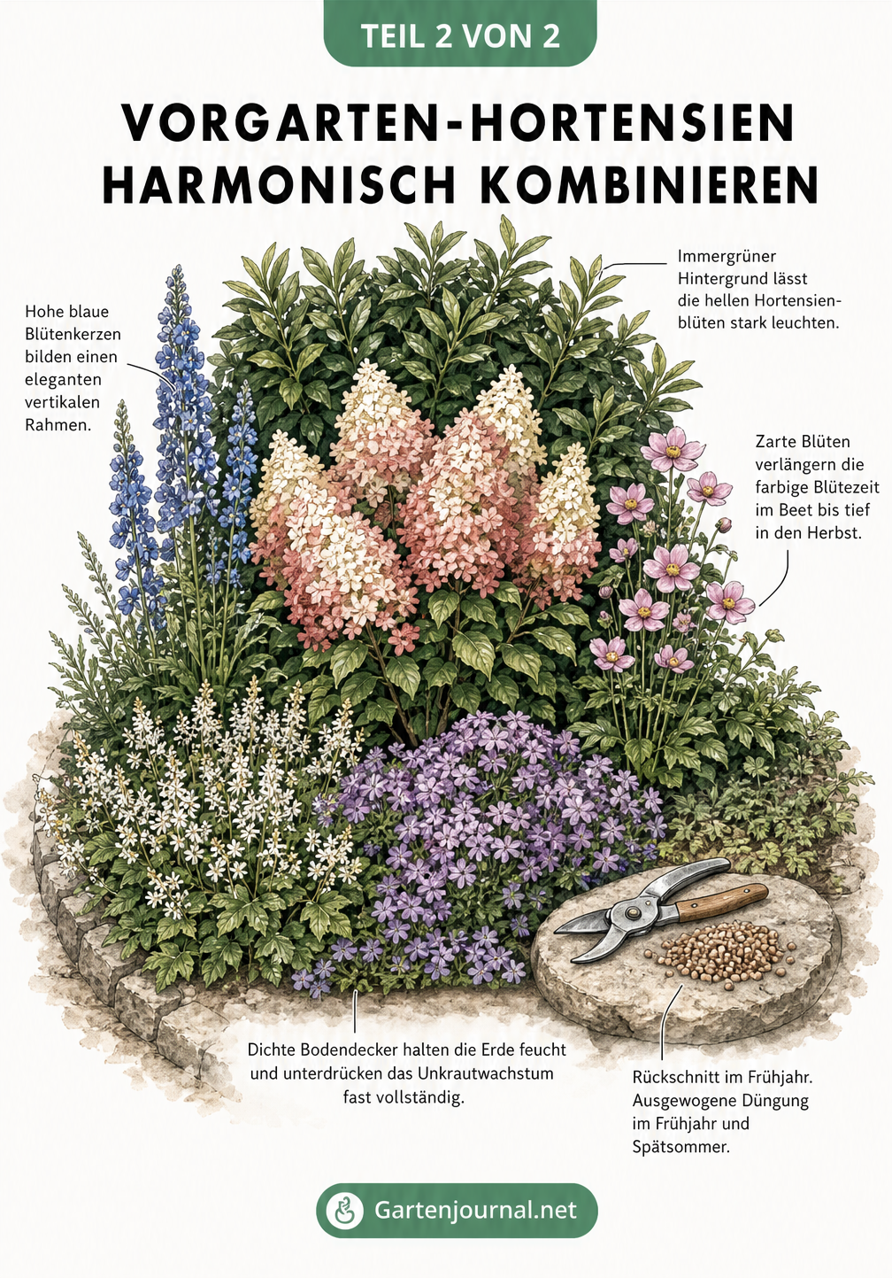 Illustration eines Vorgartenbeets mit einer Rispen-Hortensie, Kirschlorbeer, Rittersporn, Herbst-Anemonen und Bodendeckern