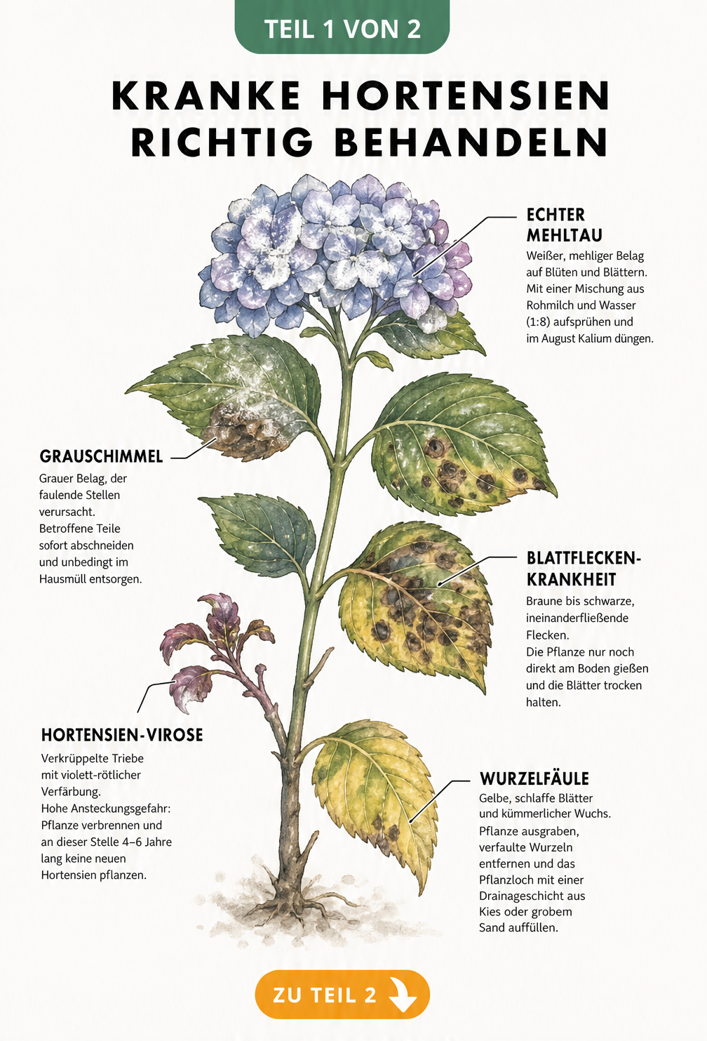 Botanische Illustration eines Hortensienzweigs mit Symptomen von Echtem Mehltau, Grauschimmel, Blattfleckenkrankheit, Virose und Wurzelfäule sowie passenden...