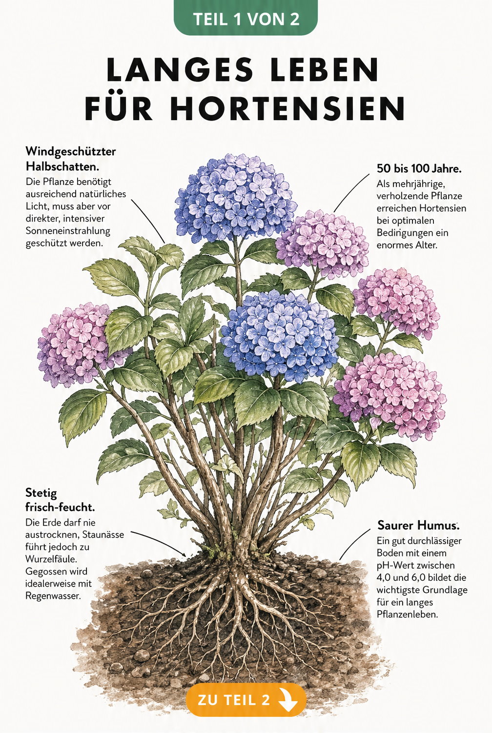 Botanische Illustration eines Hortensienbusches mit Wurzelwerk und Pflegehinweisen zu Standort, Boden und Bewässerung
