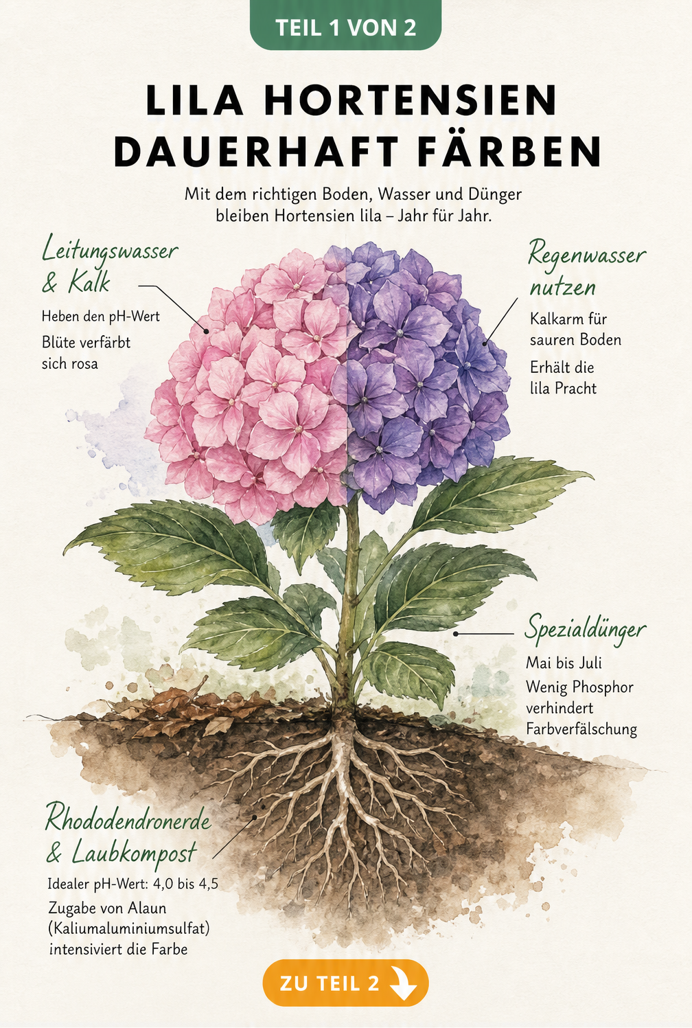 Botanische Illustration einer Hortensie, die zur Hälfte rosa und zur Hälfte lila blüht, mit Erklärungen zur Bodenbeschaffenheit