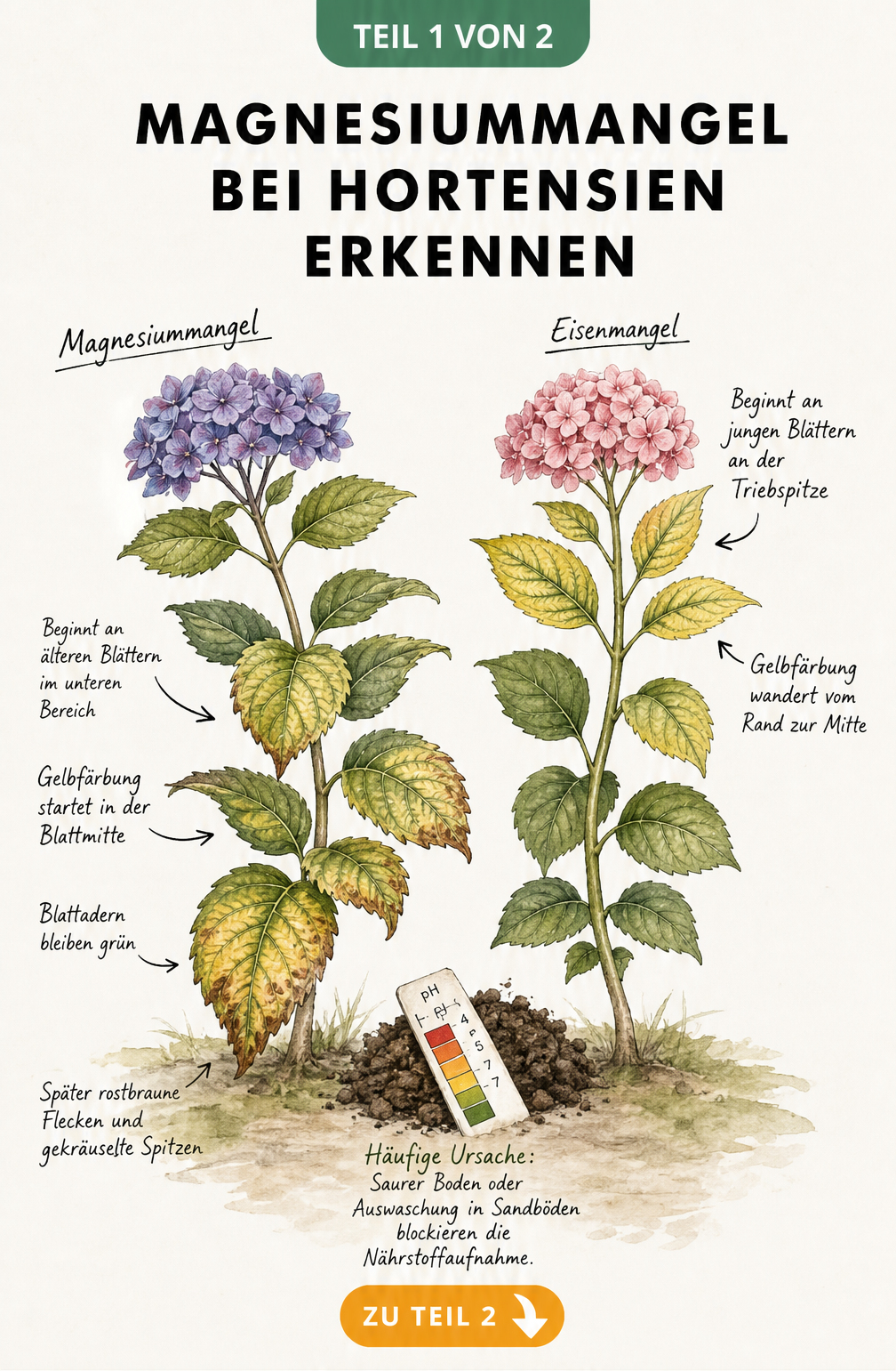 Botanische Illustration von Hortensientrieben, die Magnesiummangel und Eisenmangel im Vergleich zeigen.