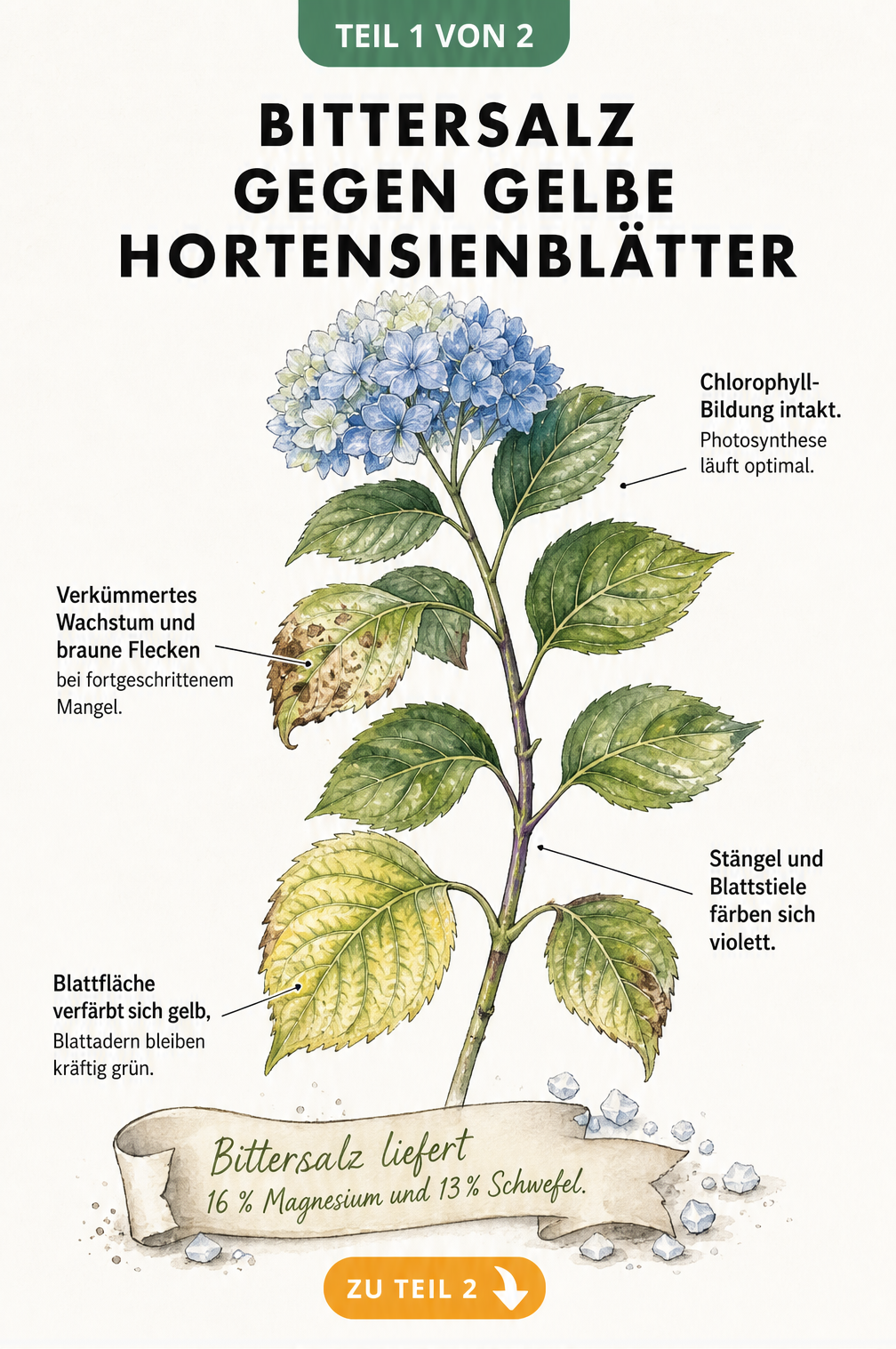 Botanische Illustration eines Hortensienzweigs, der die Symptome von Magnesiummangel wie gelbe Blätter und violette Stängel zeigt.