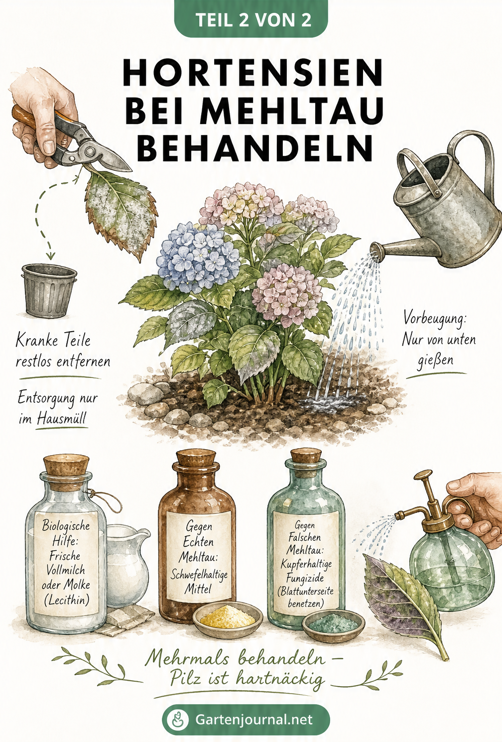 Illustration zur Behandlung von Mehltau an Hortensien mit Gartenschere, Gießkanne und Hausmitteln.