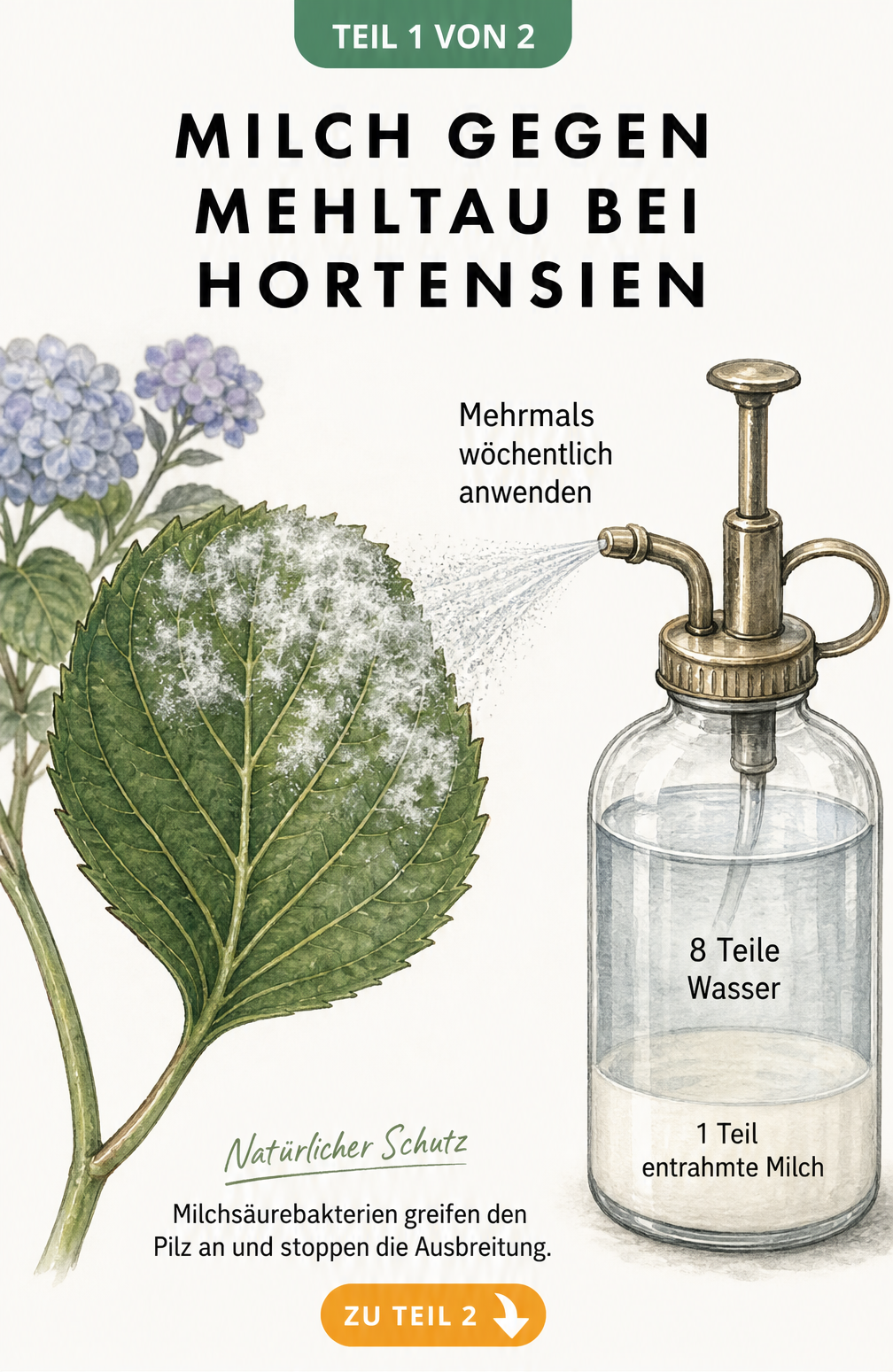 Gezeichnetes Hortensienblatt mit Mehltau und einer Sprühflasche mit Milch-Wasser-Mischung