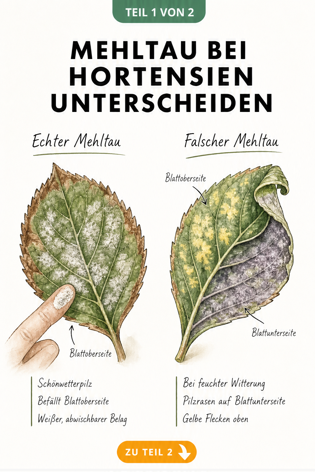 Illustration von zwei Hortensienblättern, die den Unterschied zwischen Echtem und Falschem Mehltau zeigen.