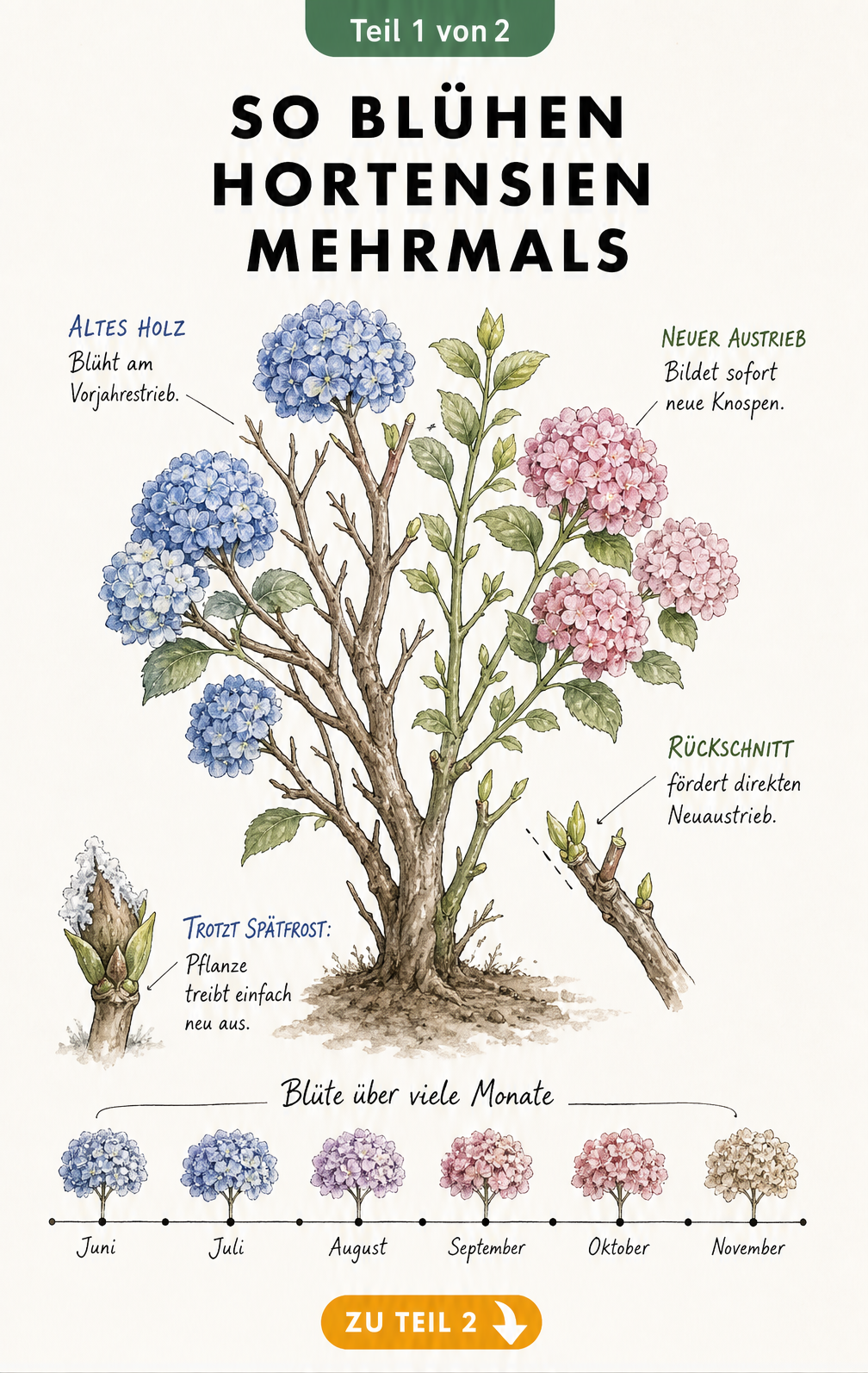 Botanische Illustration einer Hortensie, die an altem und neuem Holz blüht, mit Zeitstrahl von Juni bis November.